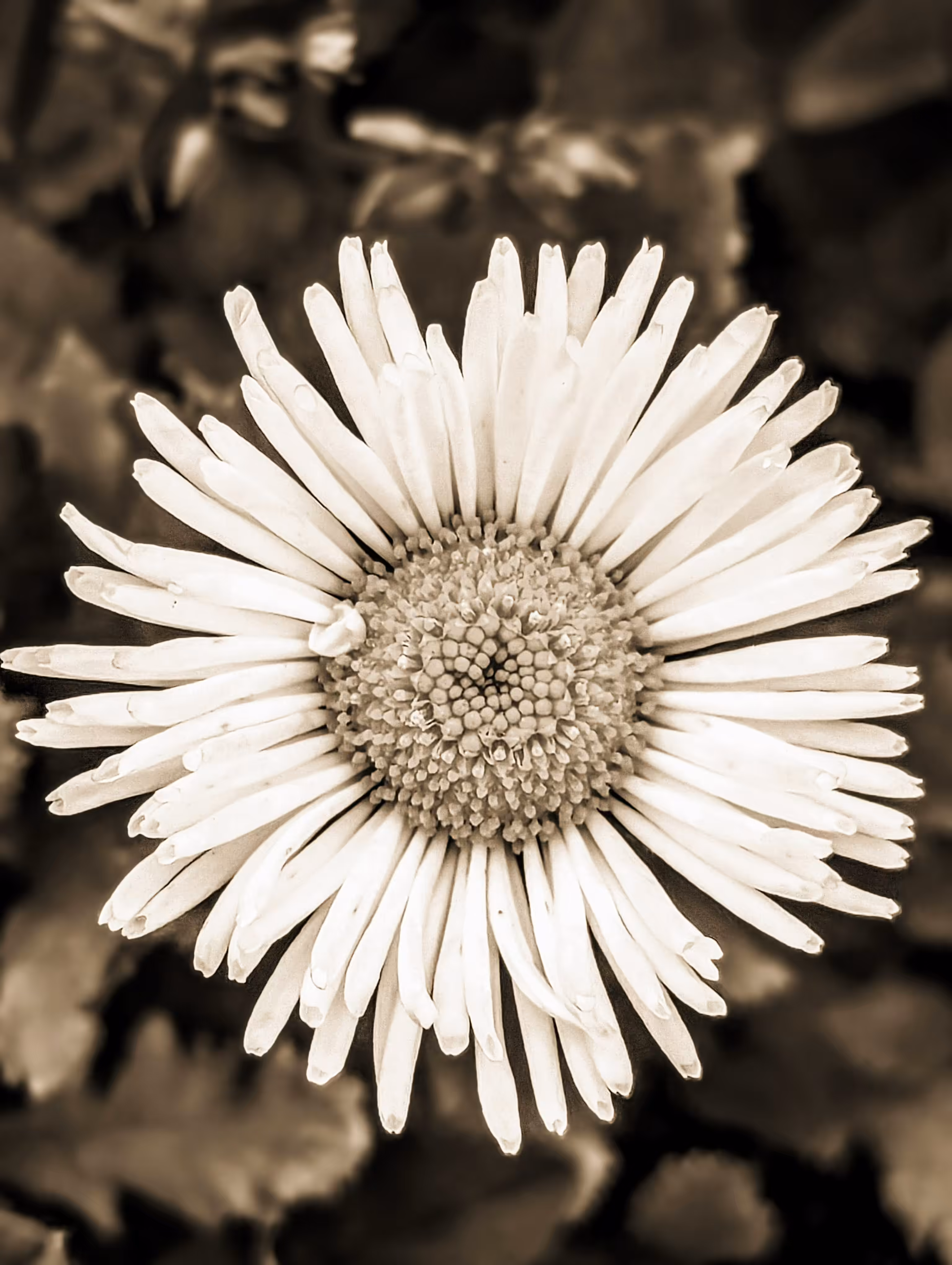 Classical Daisy