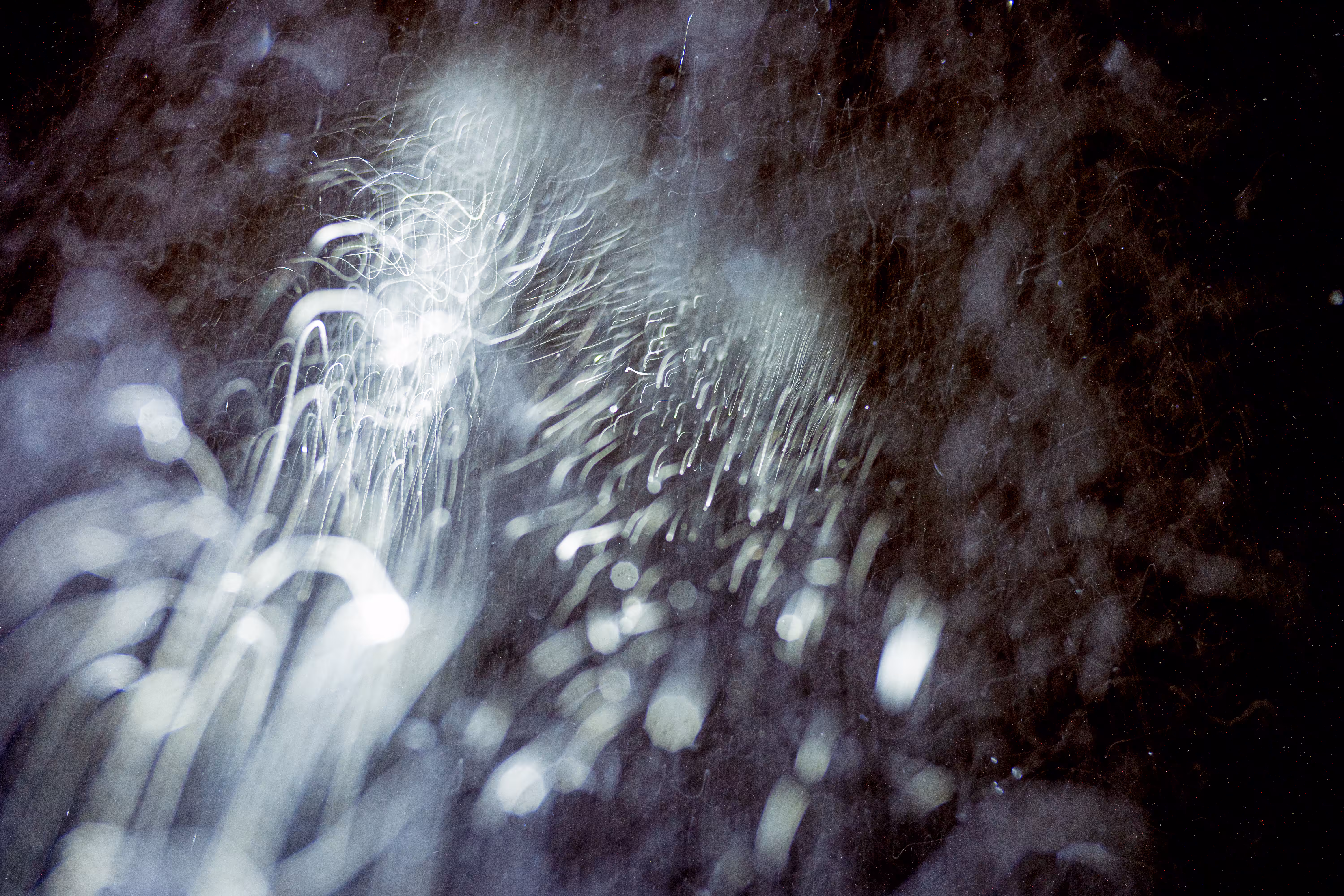 GISELXLIGHTSLURRY: L1210358 : An omen of the skies