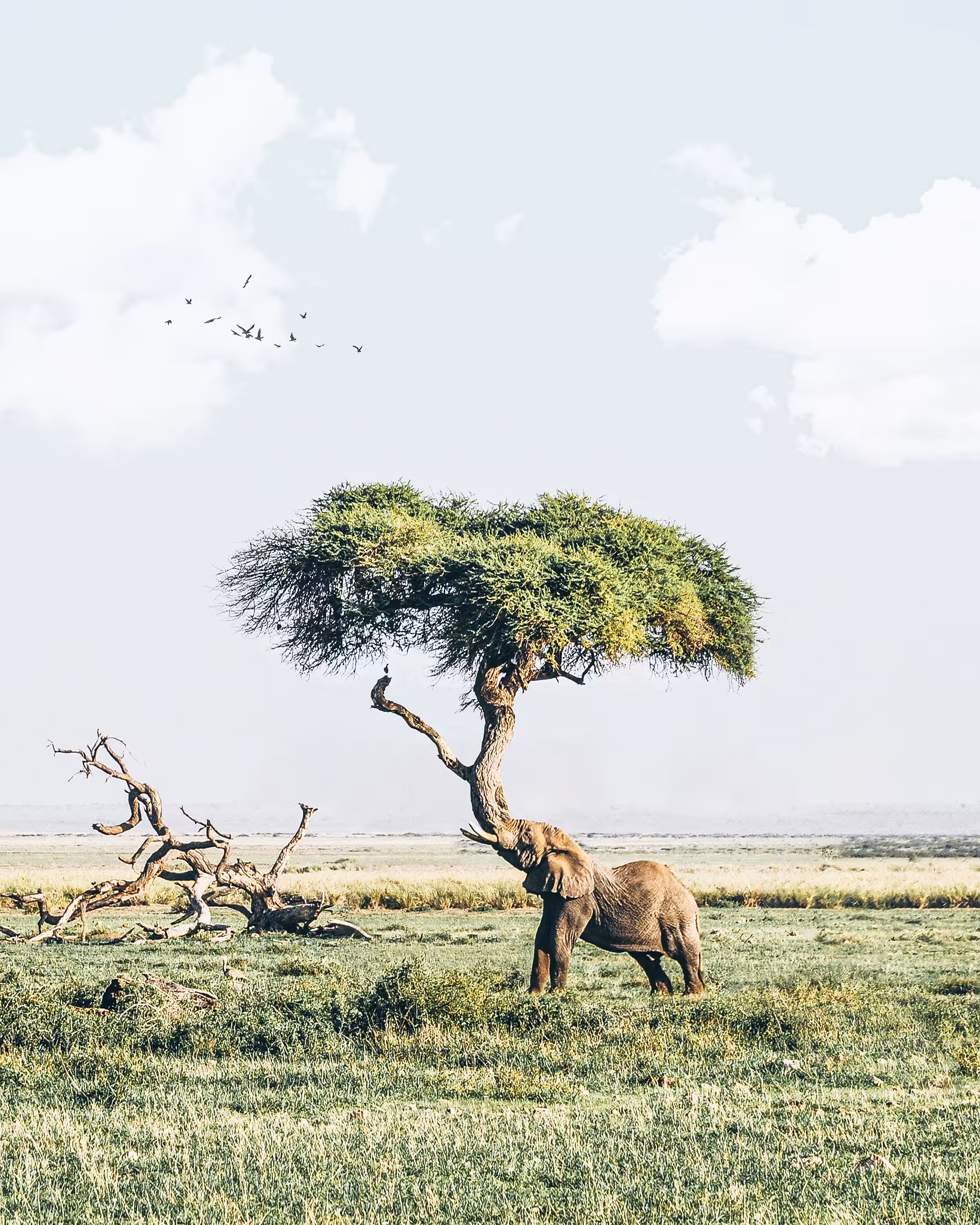 Treelephant