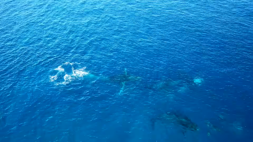 Whale and Dolphin playing Tag