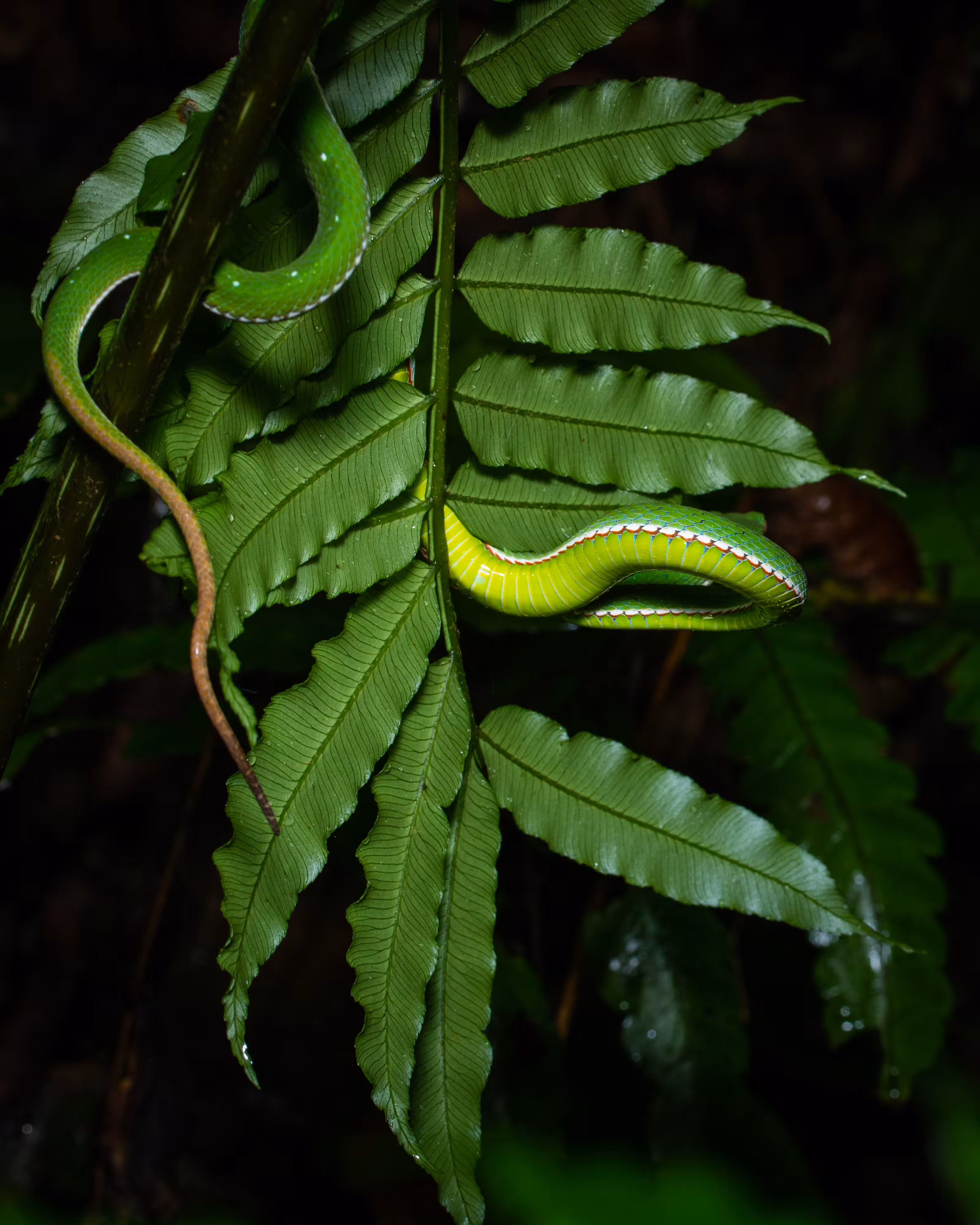 Slither Along
