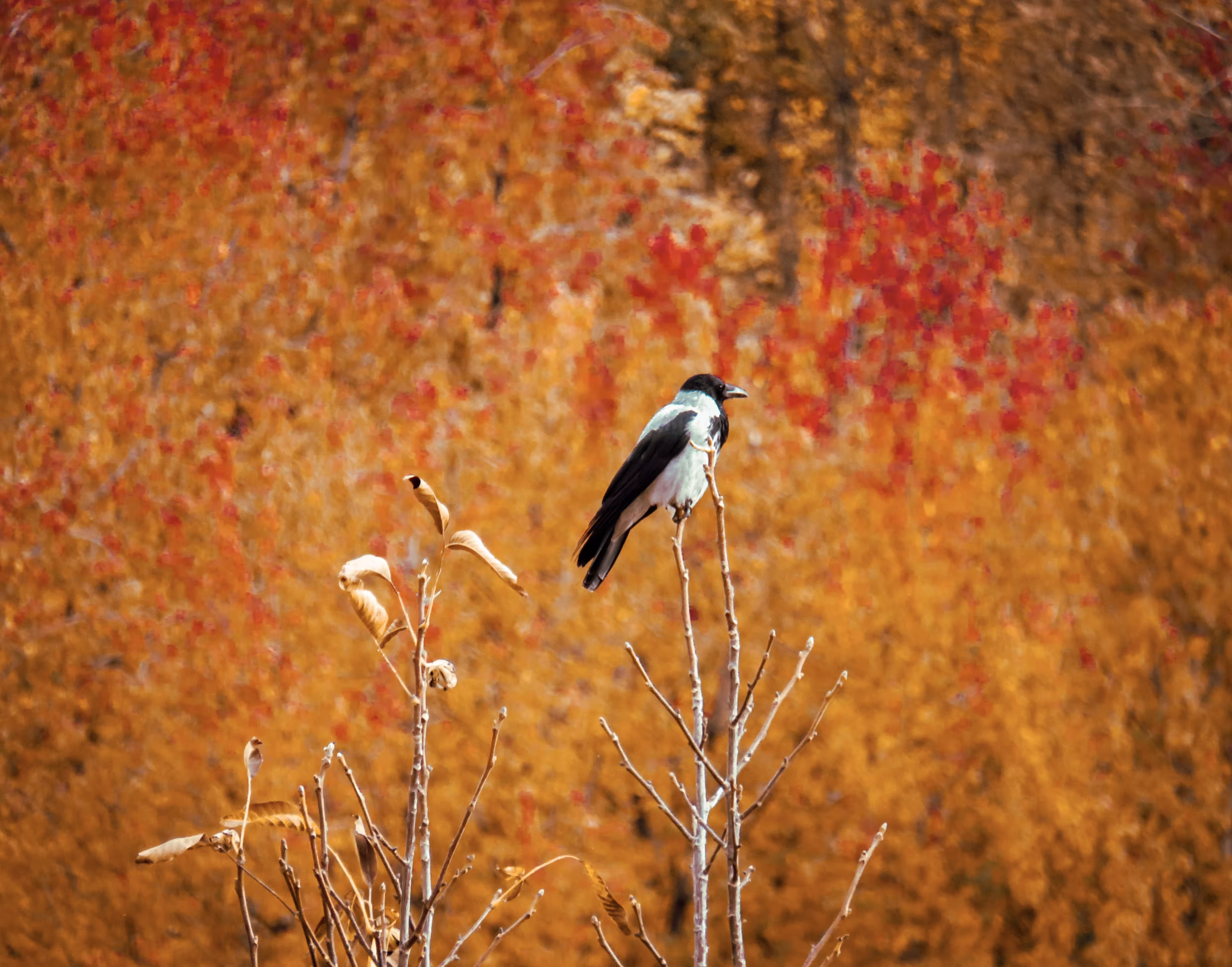 The Happy Valley: Autumn seeker  