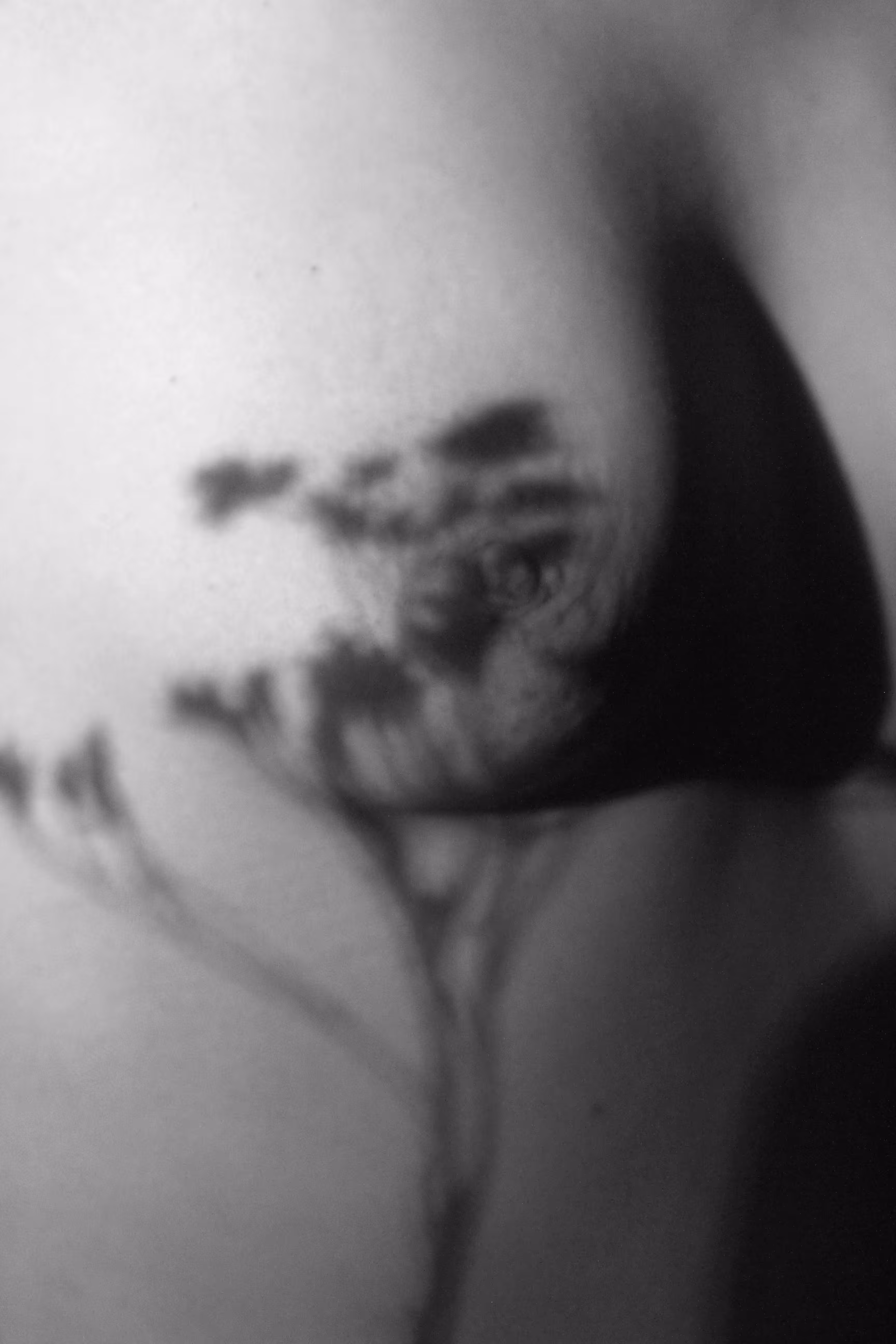 Flower and Shadow I