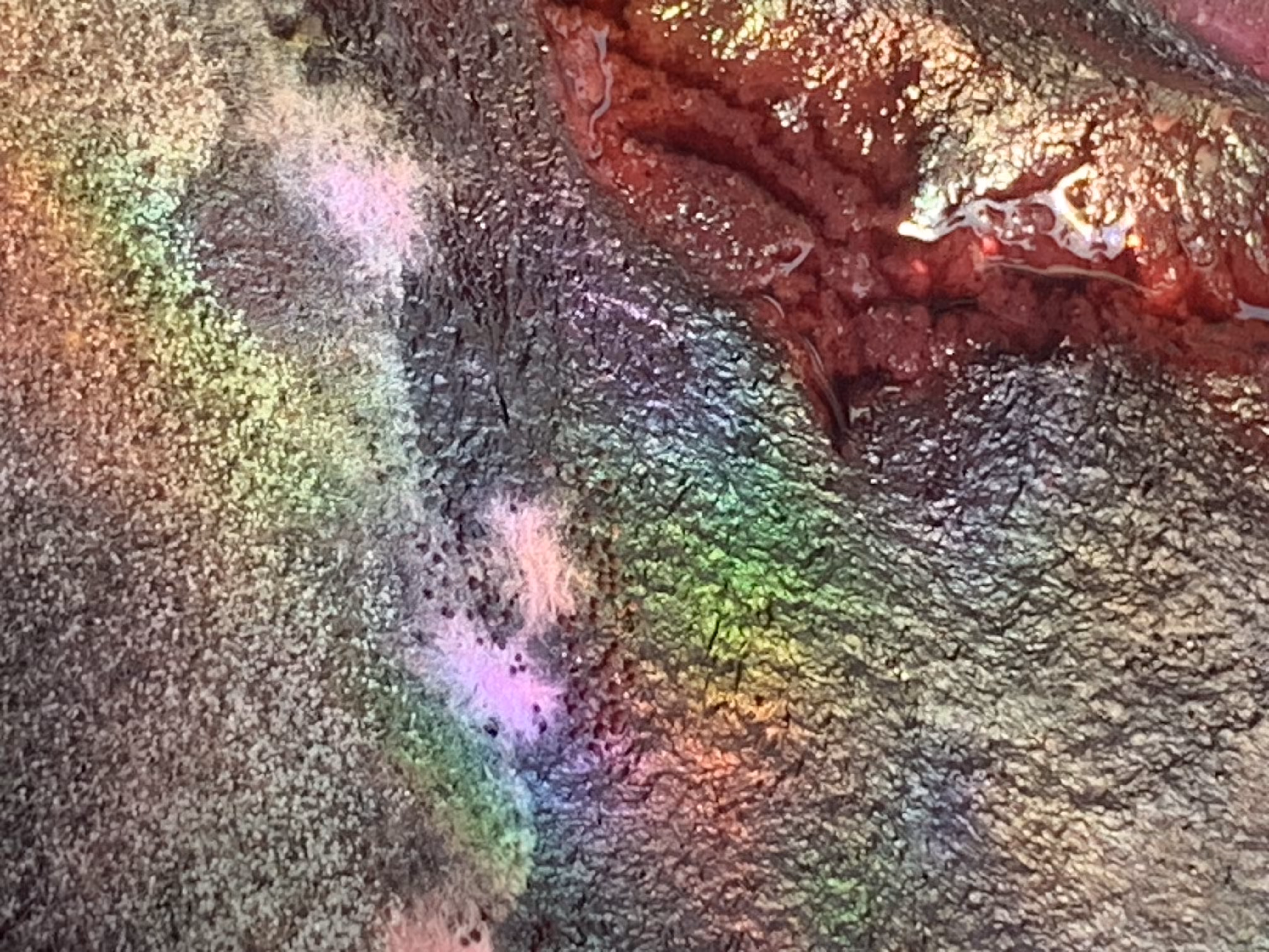 Galaxy Rainbow Swamp / Owsianka Morwa i Pleśń / 2200223042024520