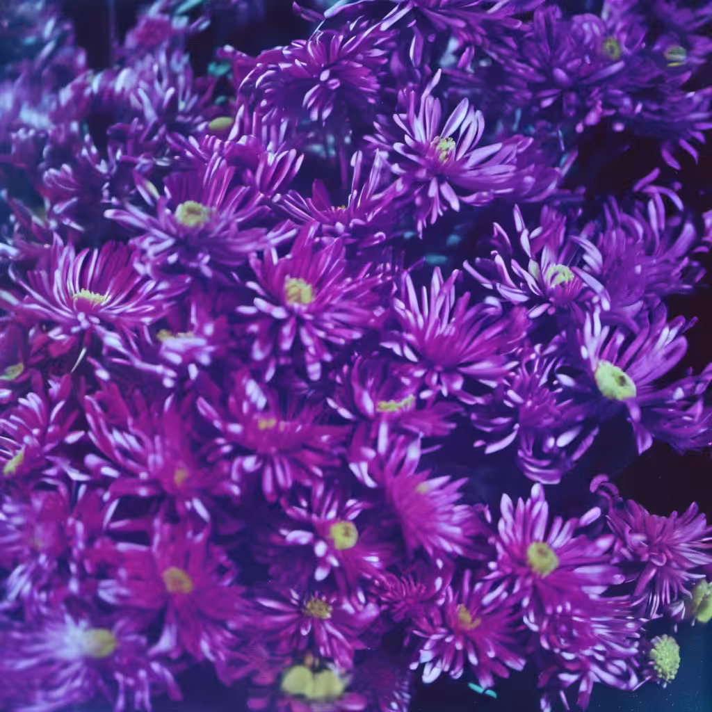 Bloom #27