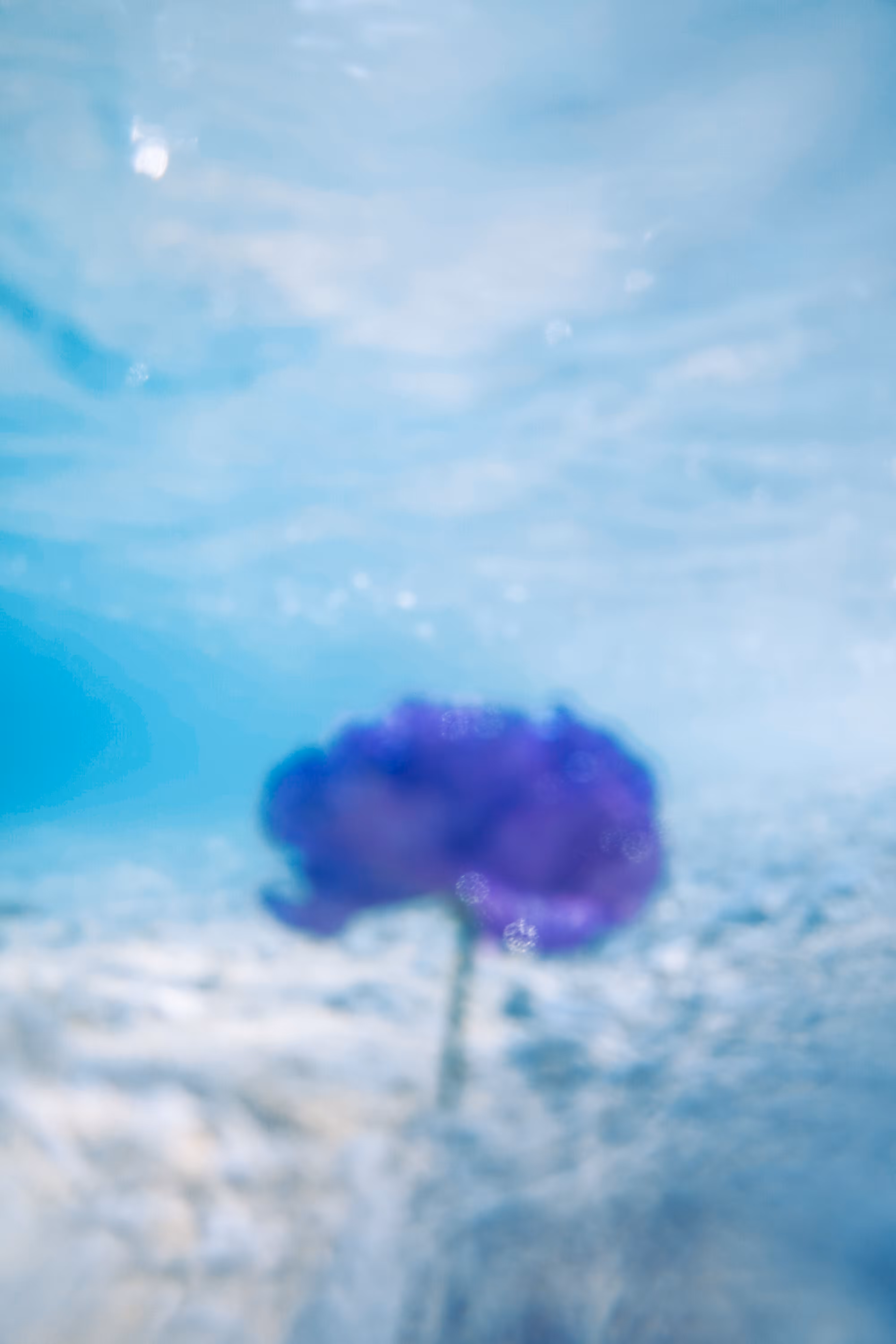 Underwater Lisianthus