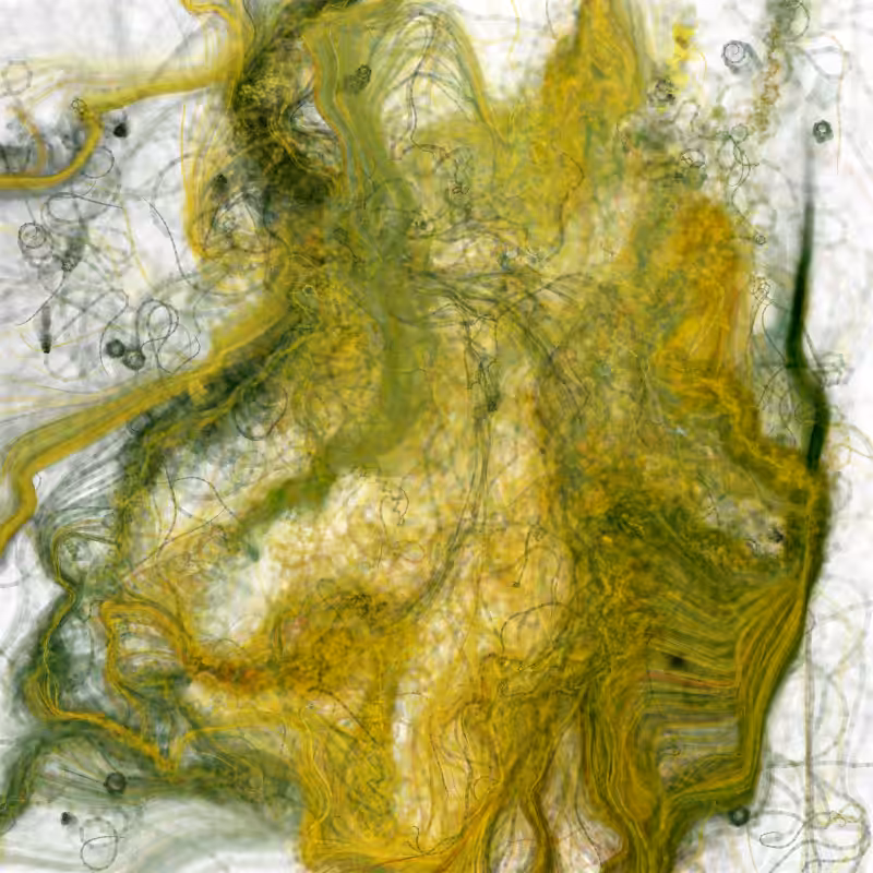 Hypericum #229
