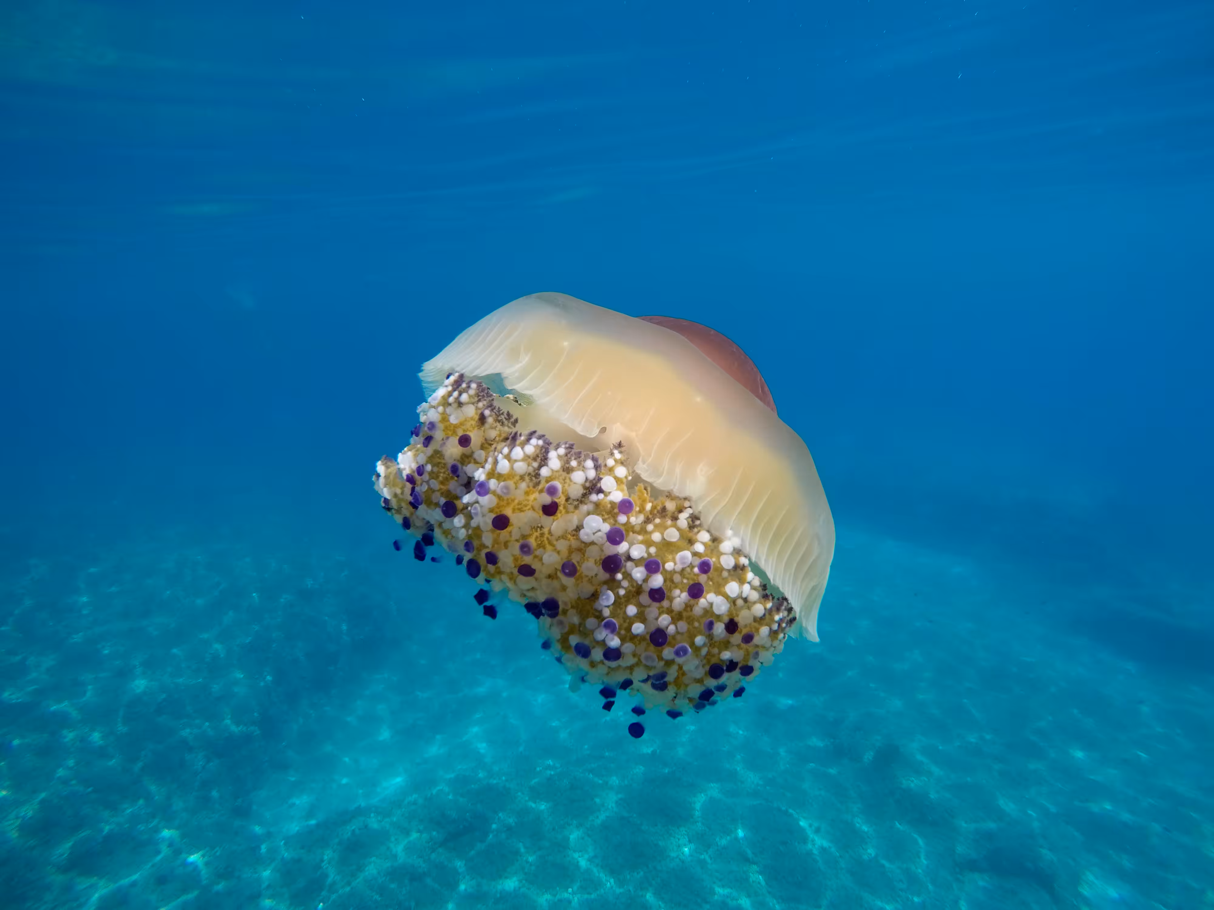 Floating Medusa