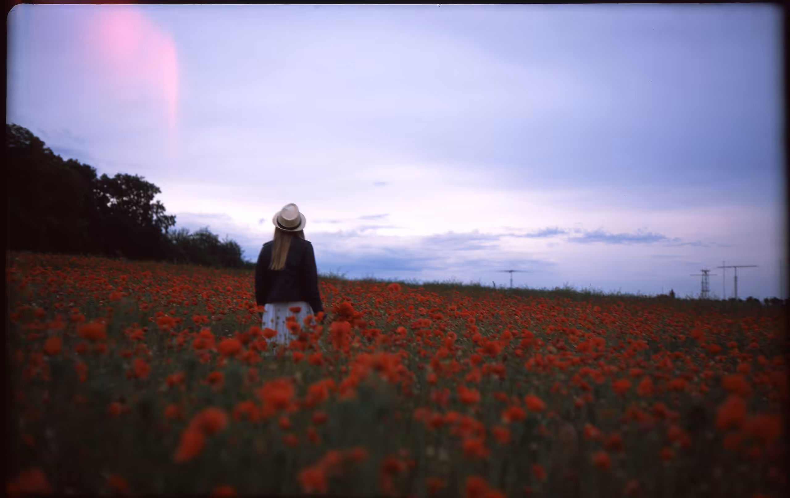 Poppy Field