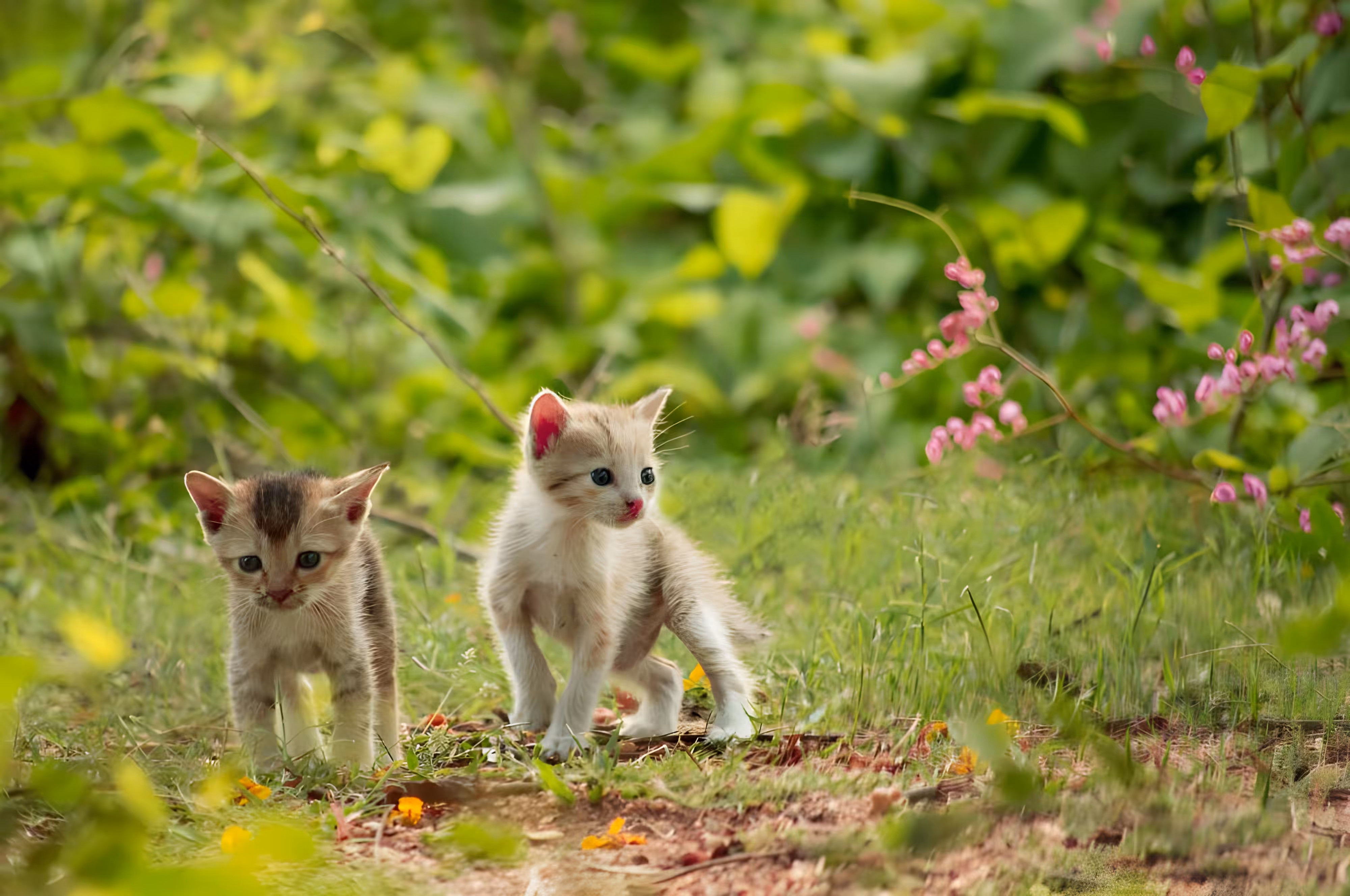 chini & mini