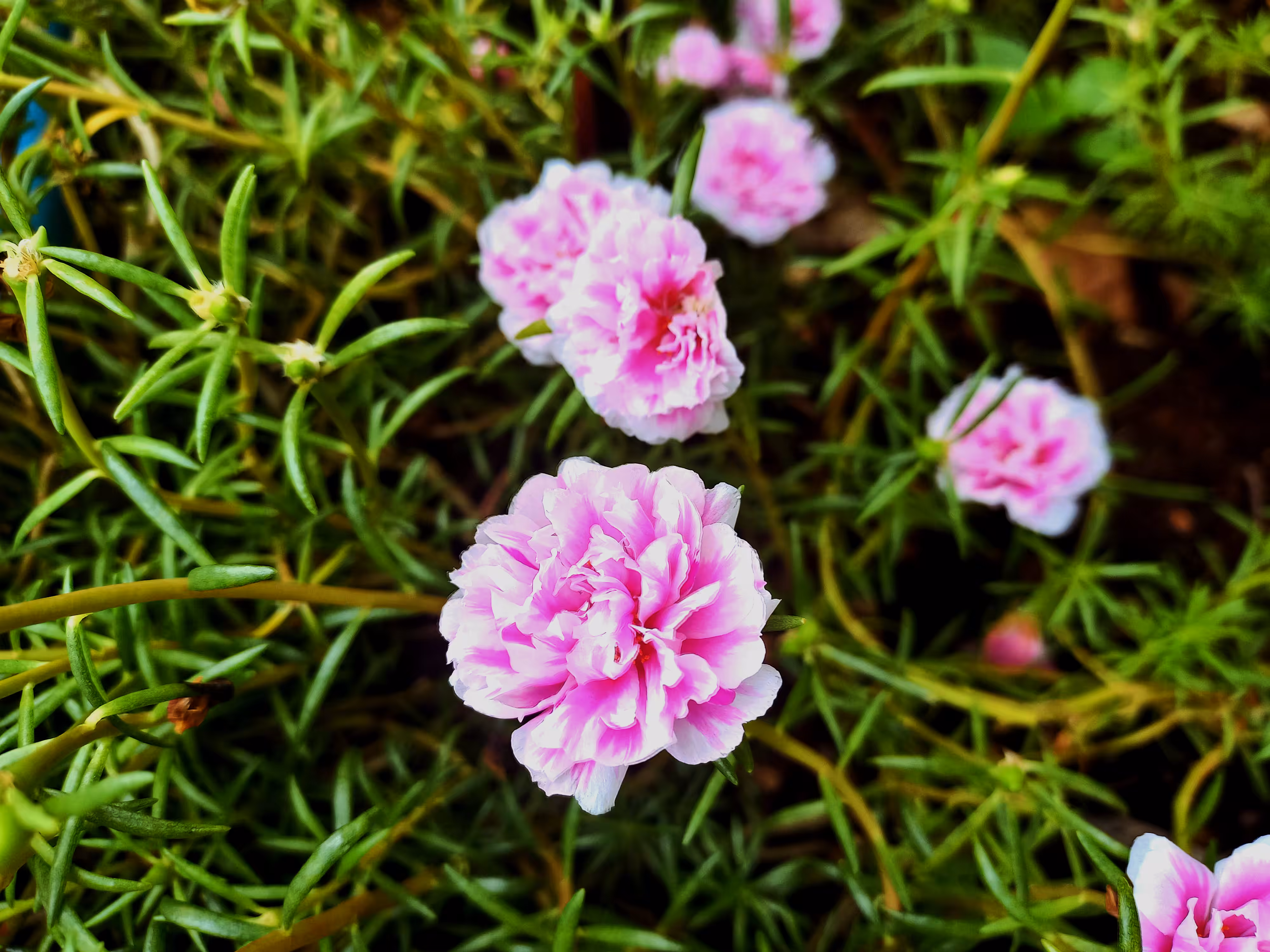 The Little Roses