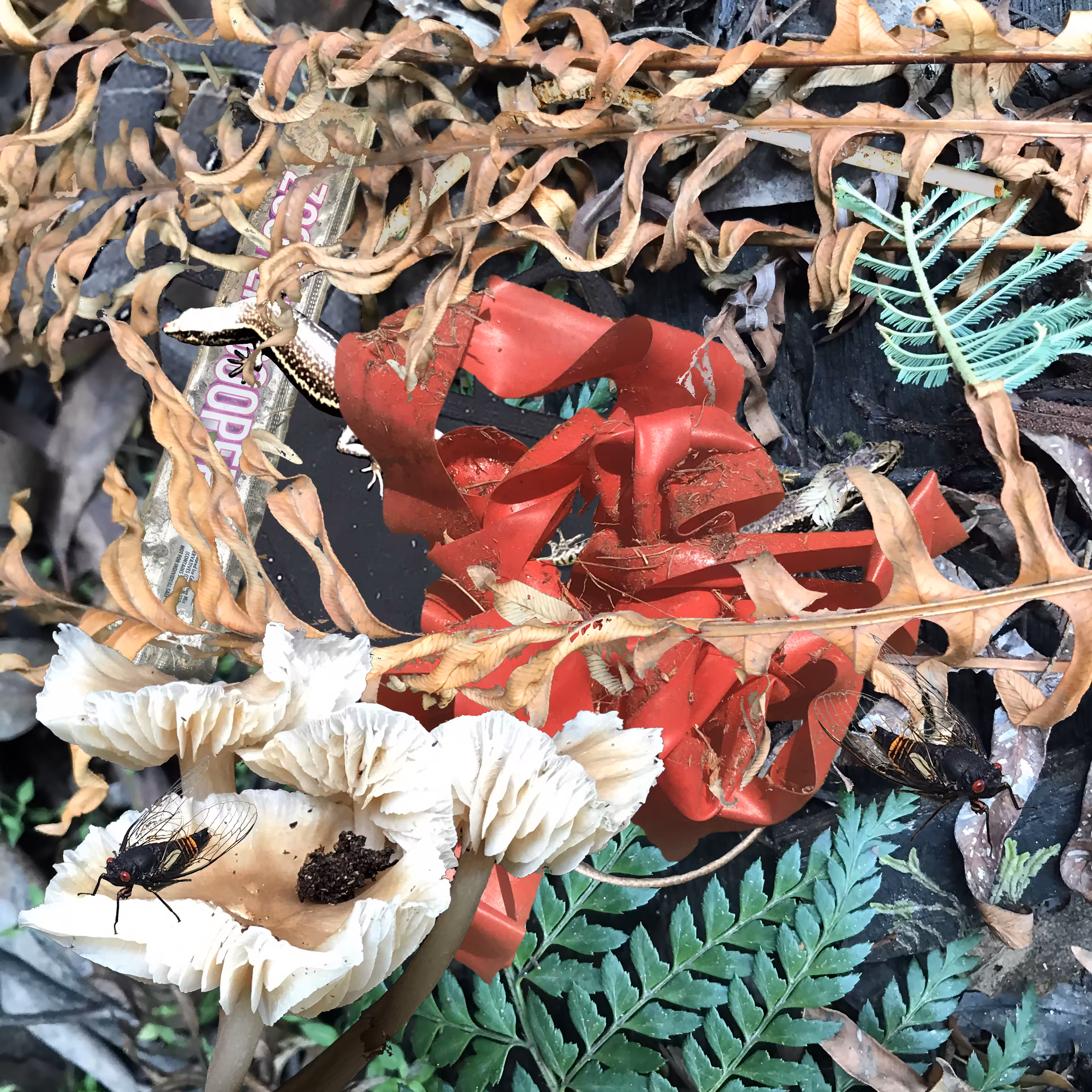 Forest Trash and Treasure #3