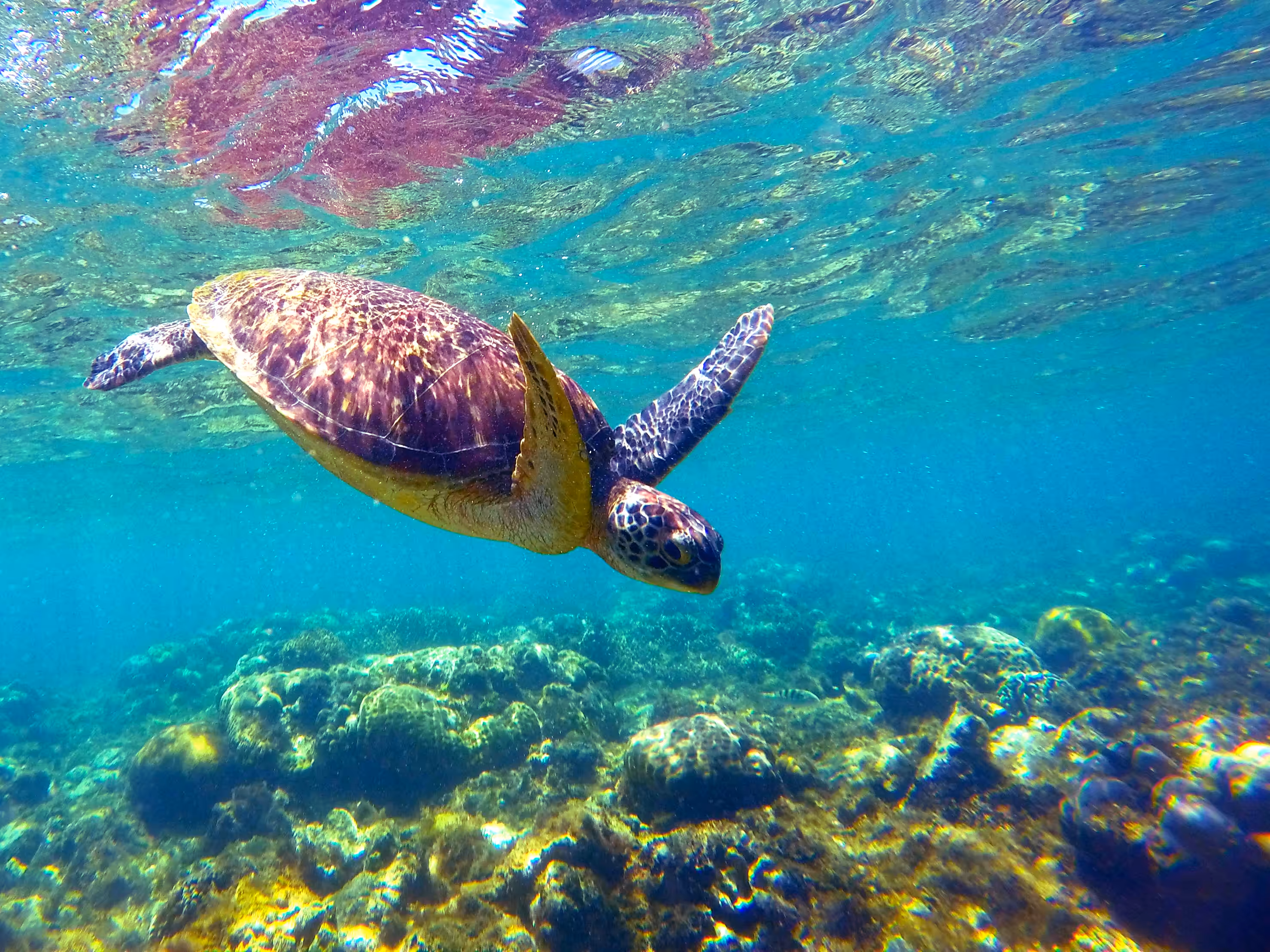 A Beauty Under the Sea