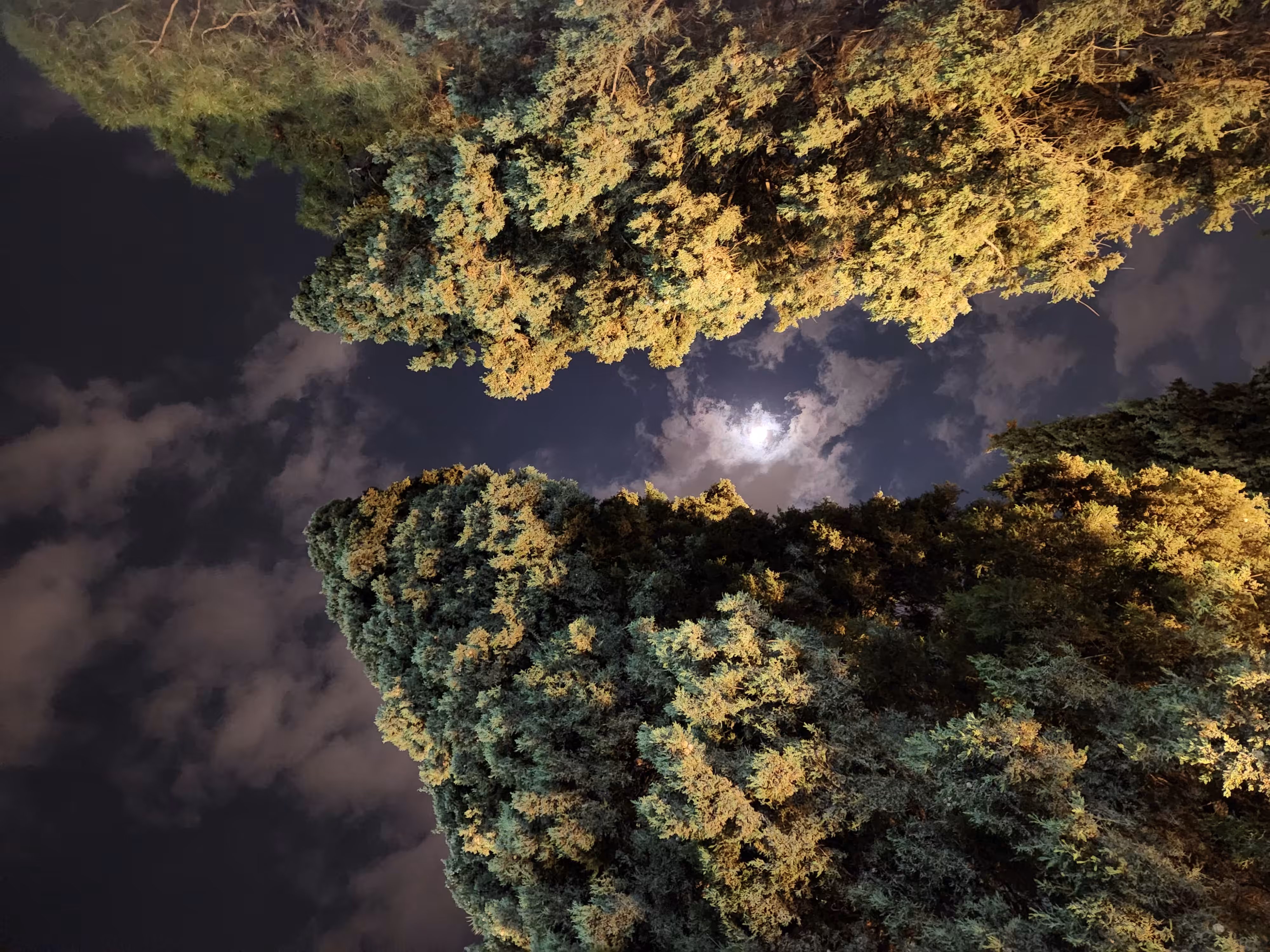 Moon between the trees