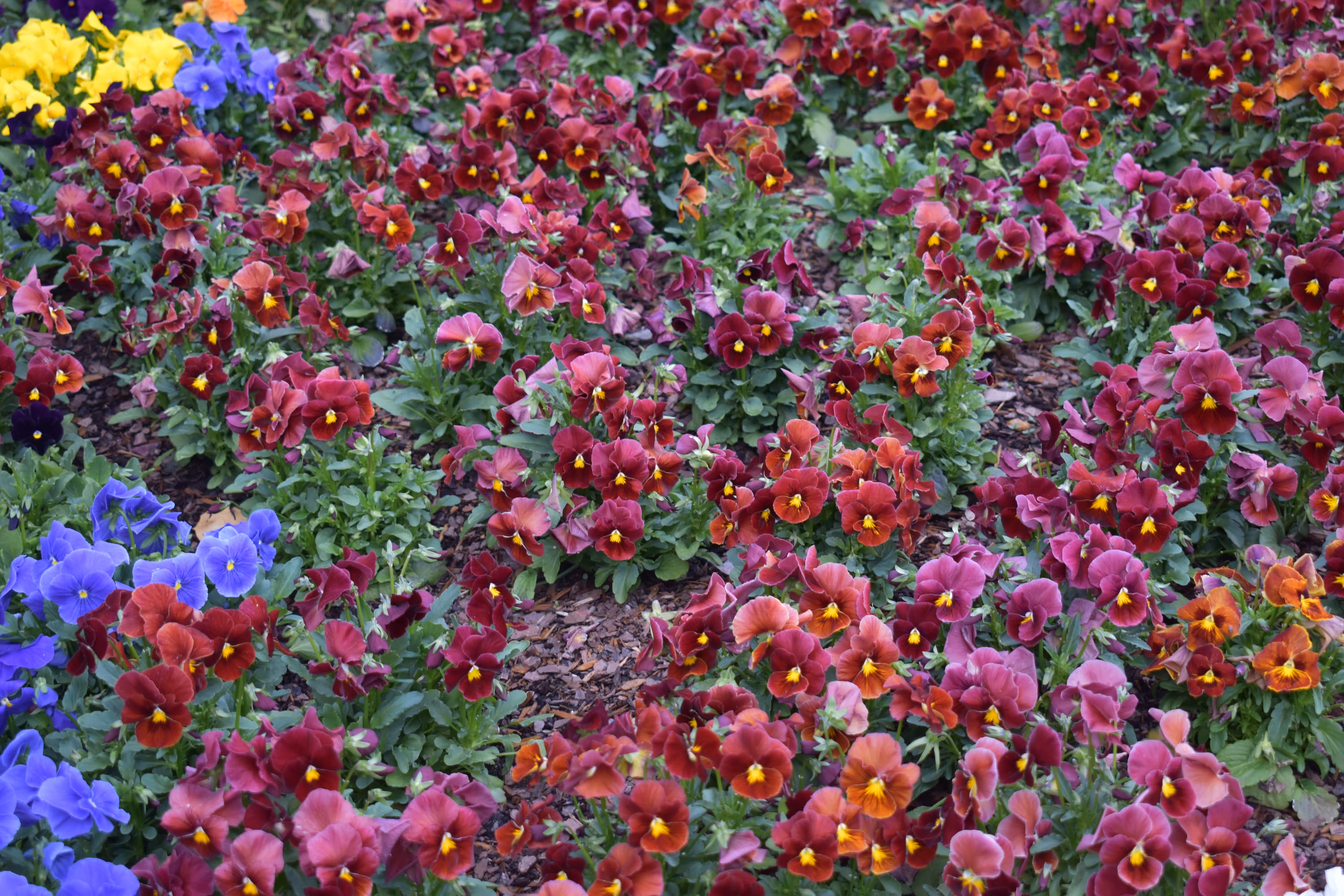 Arboretum 