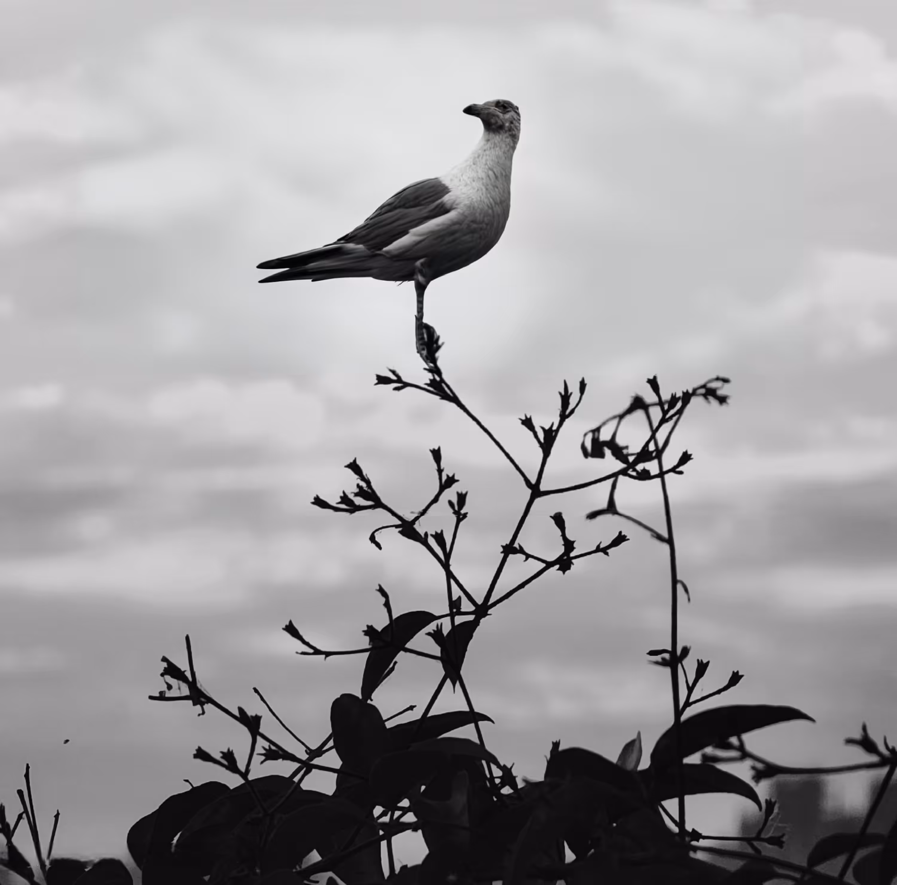Lone Watcher