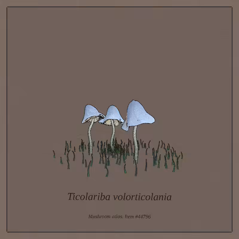 Mushroom Atlas #51