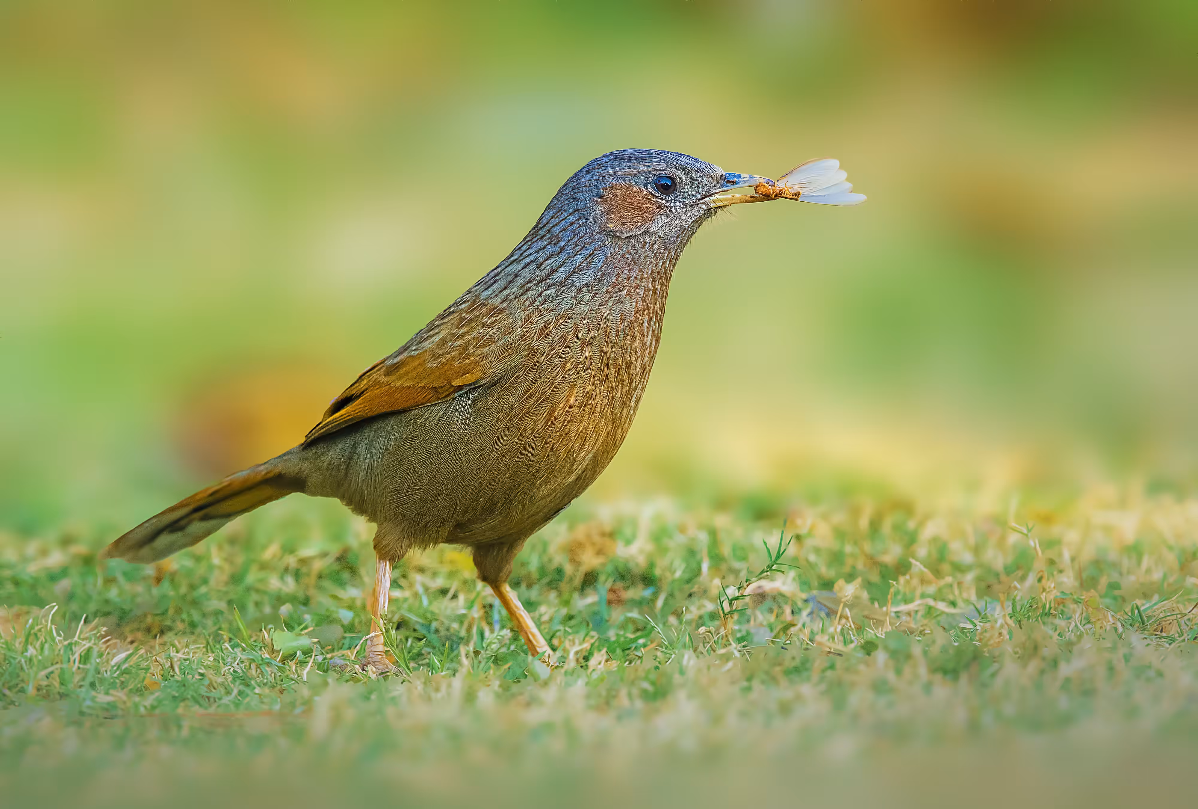 Streaked Laughingthrush