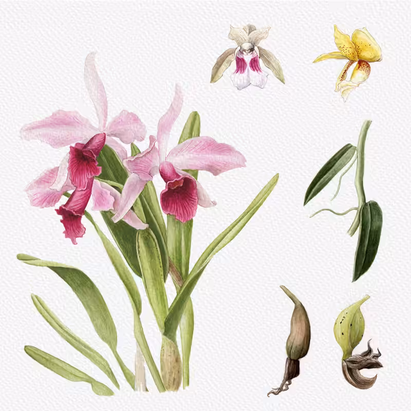 Botanical Illustration - Orchids 1 #92