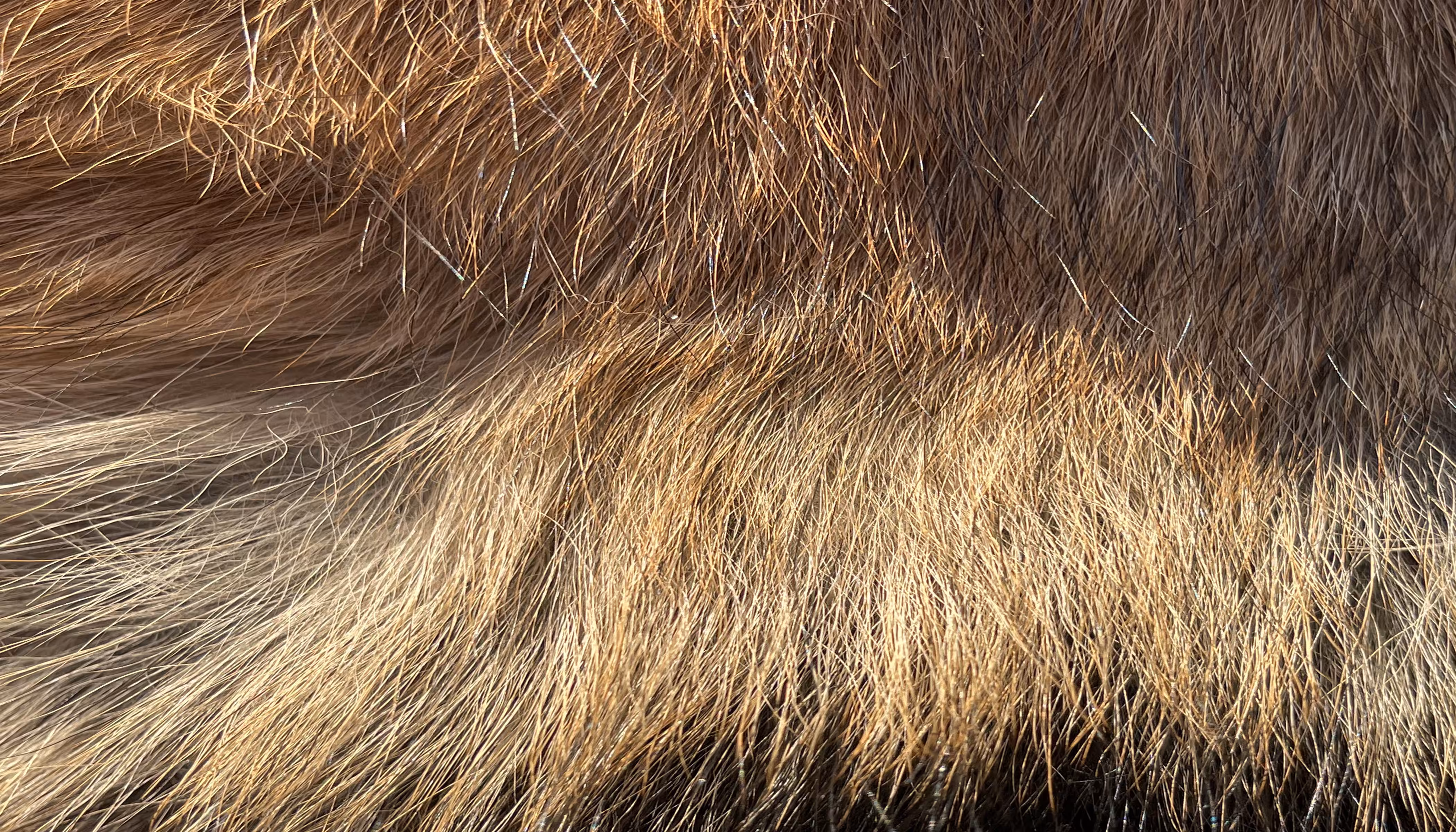 The Furs of Bella #2