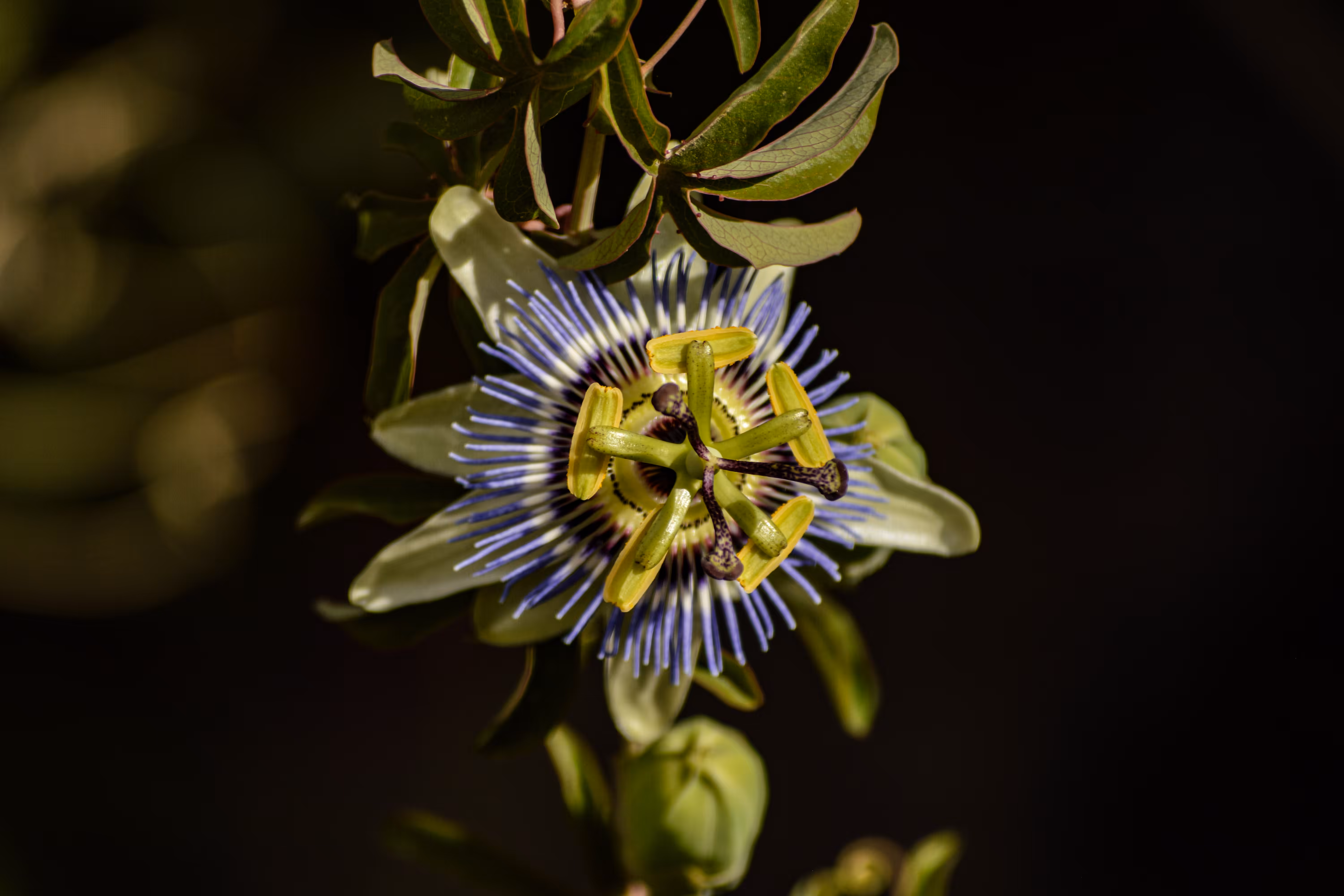 Passiflora