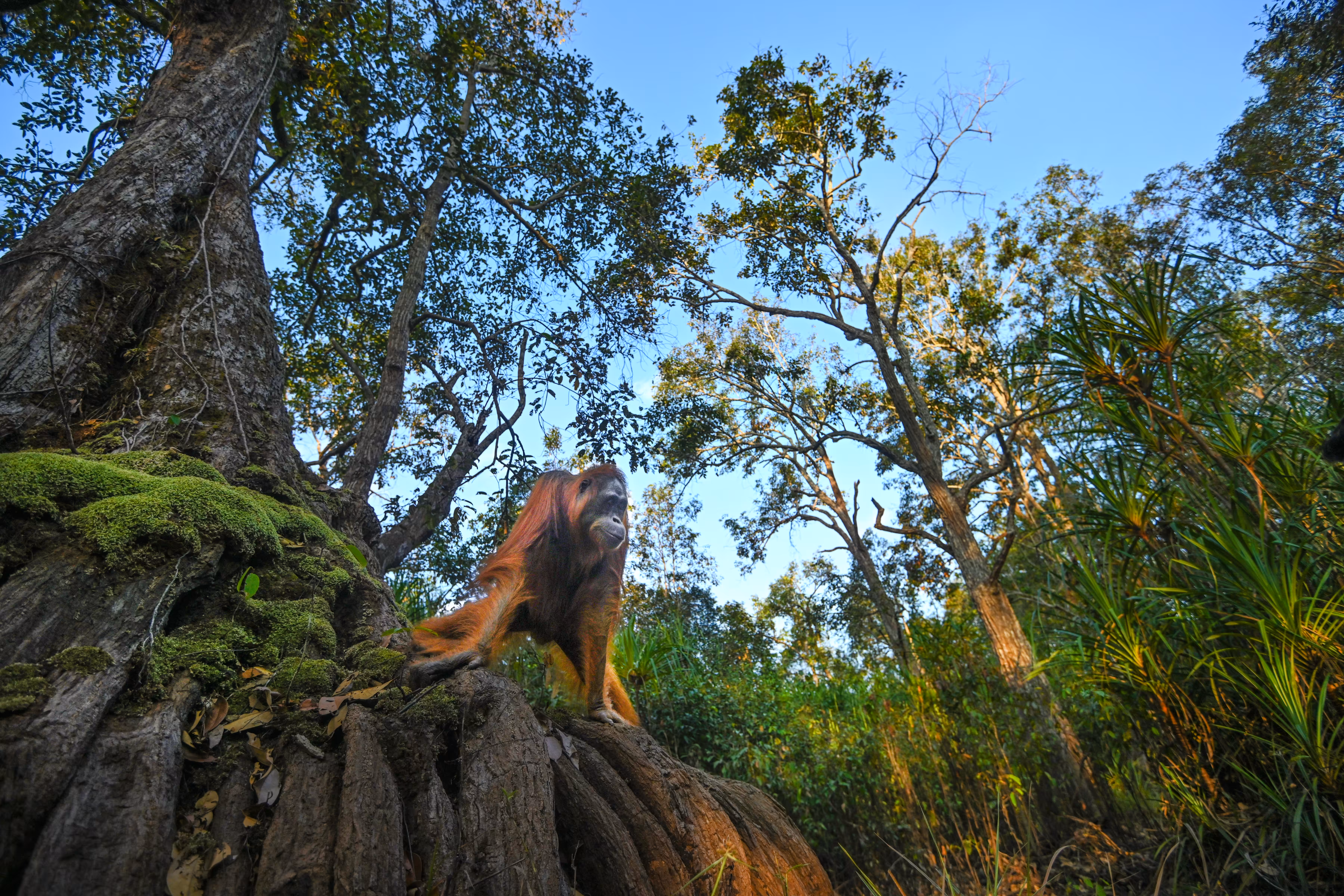 Apes land #2