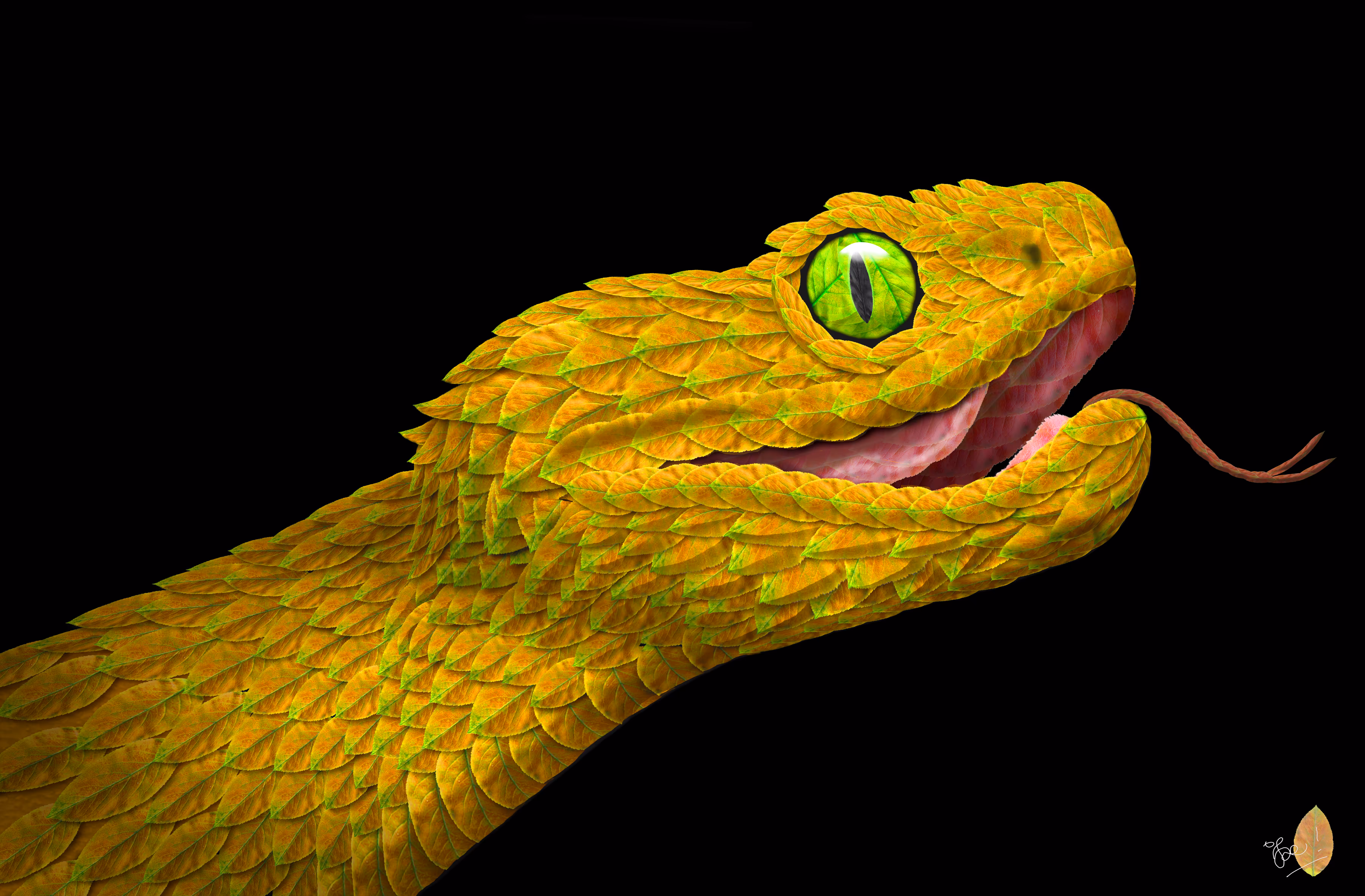 African Bush Viper #1