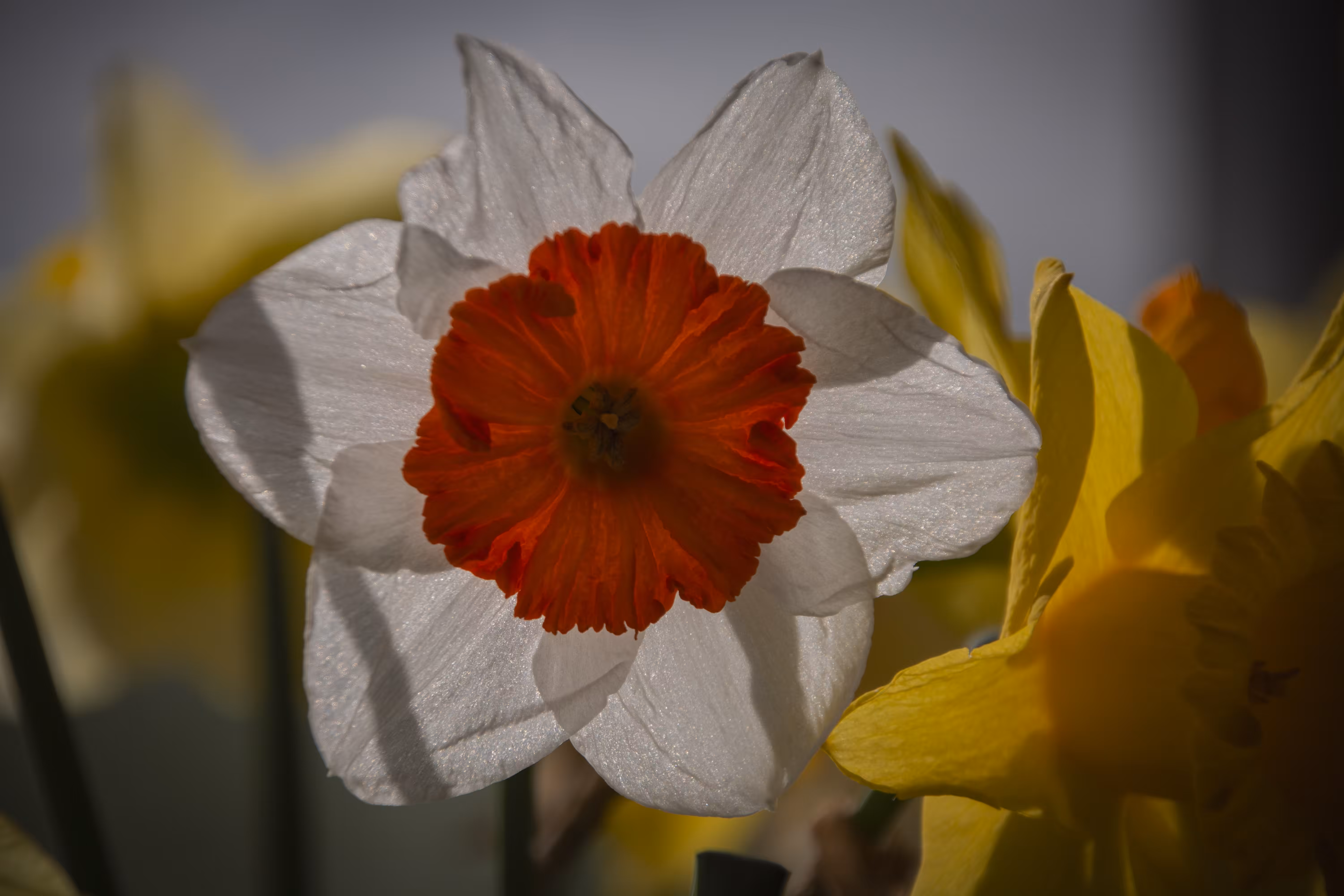 Daffodil that brightens up your Day