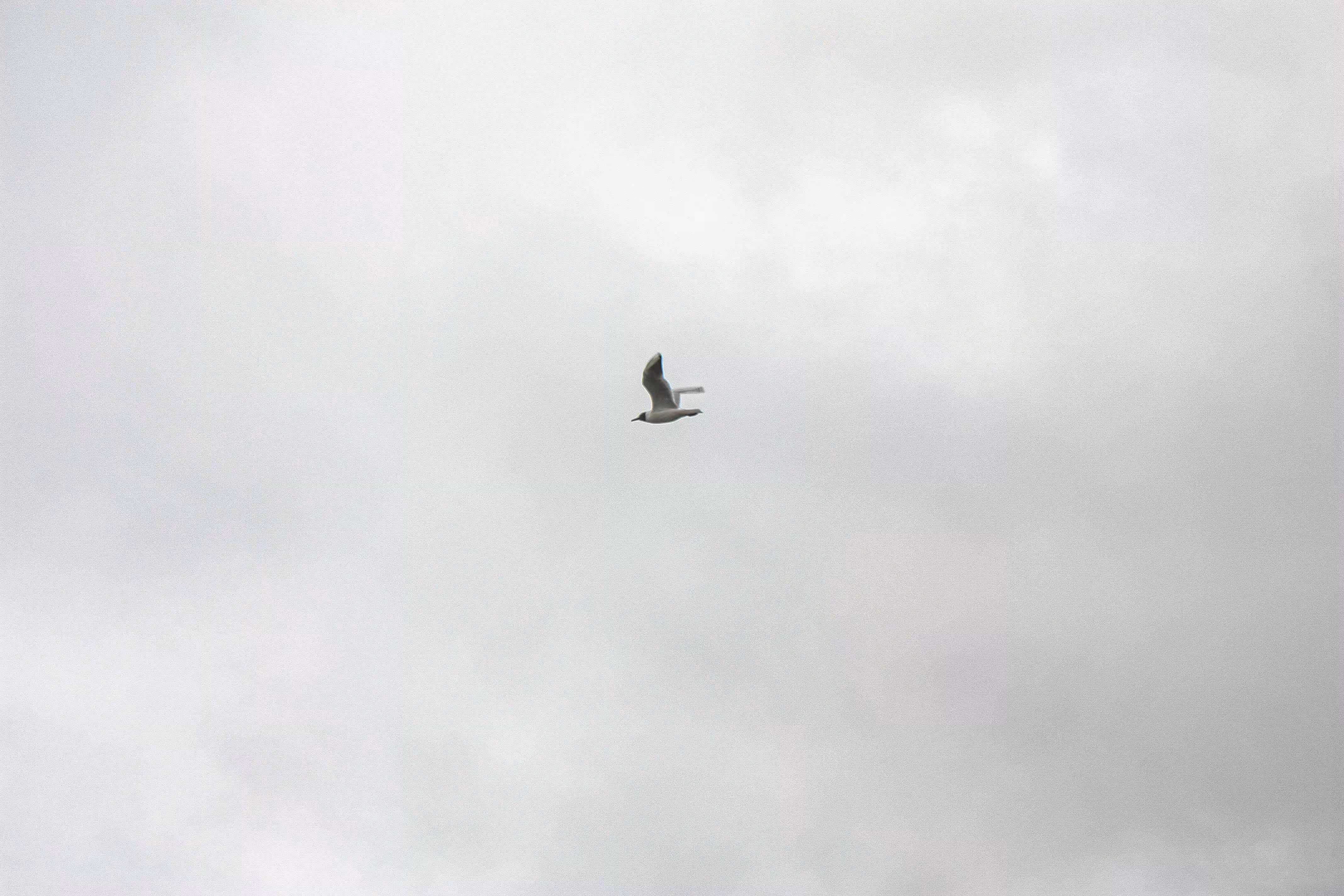 Pnd: gaviota solitaria