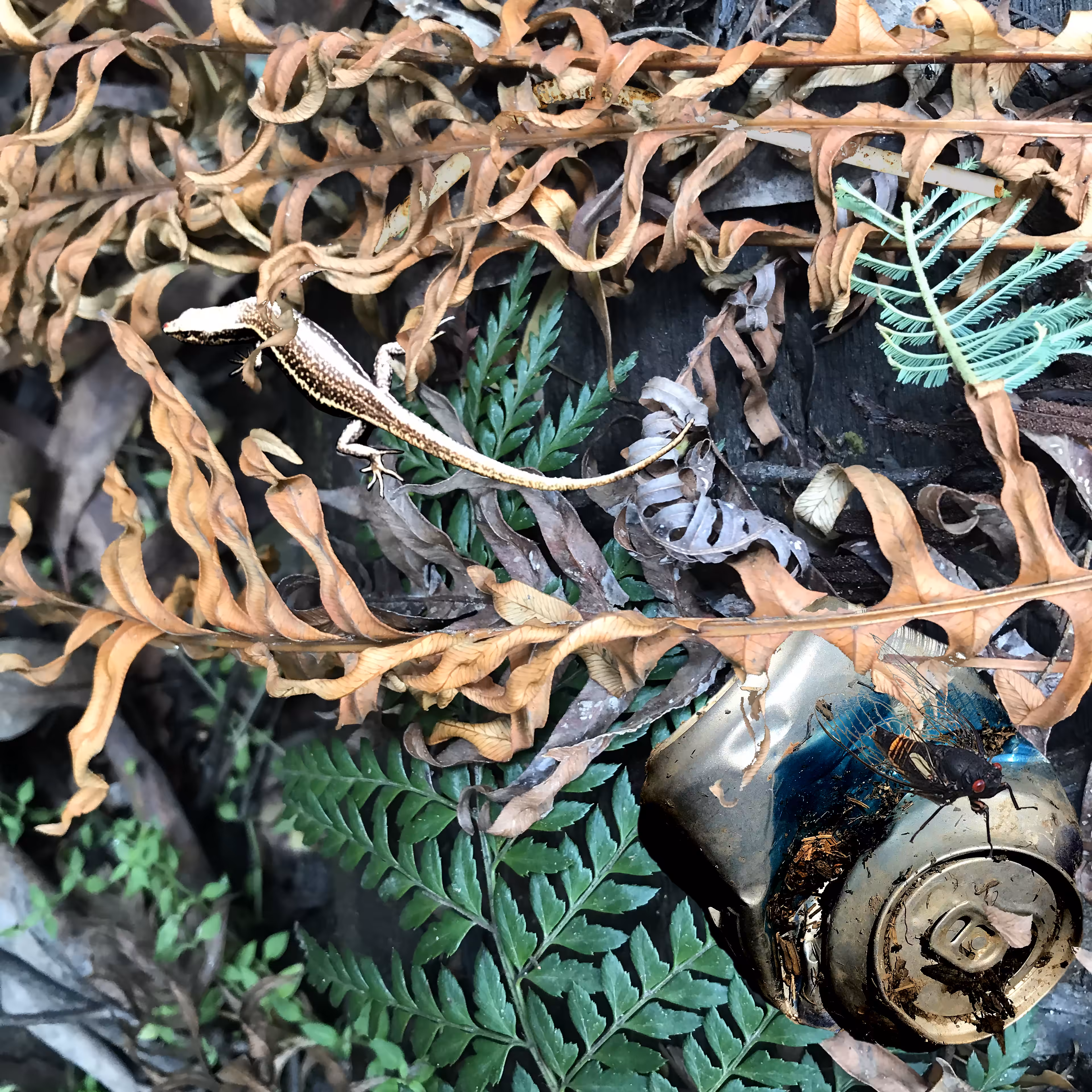 Forest Trash and Treasure #2