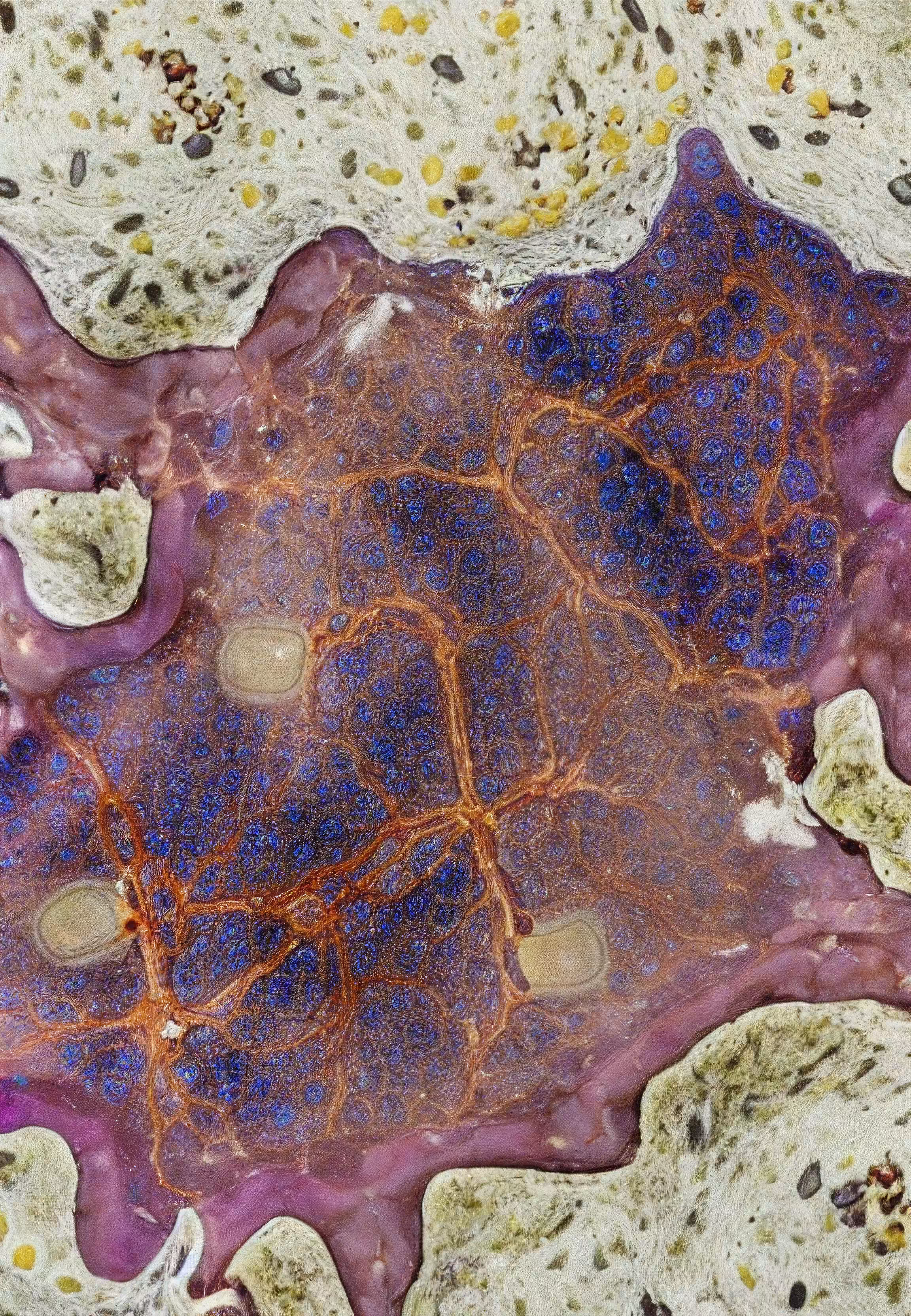 Histologia In Silico #103