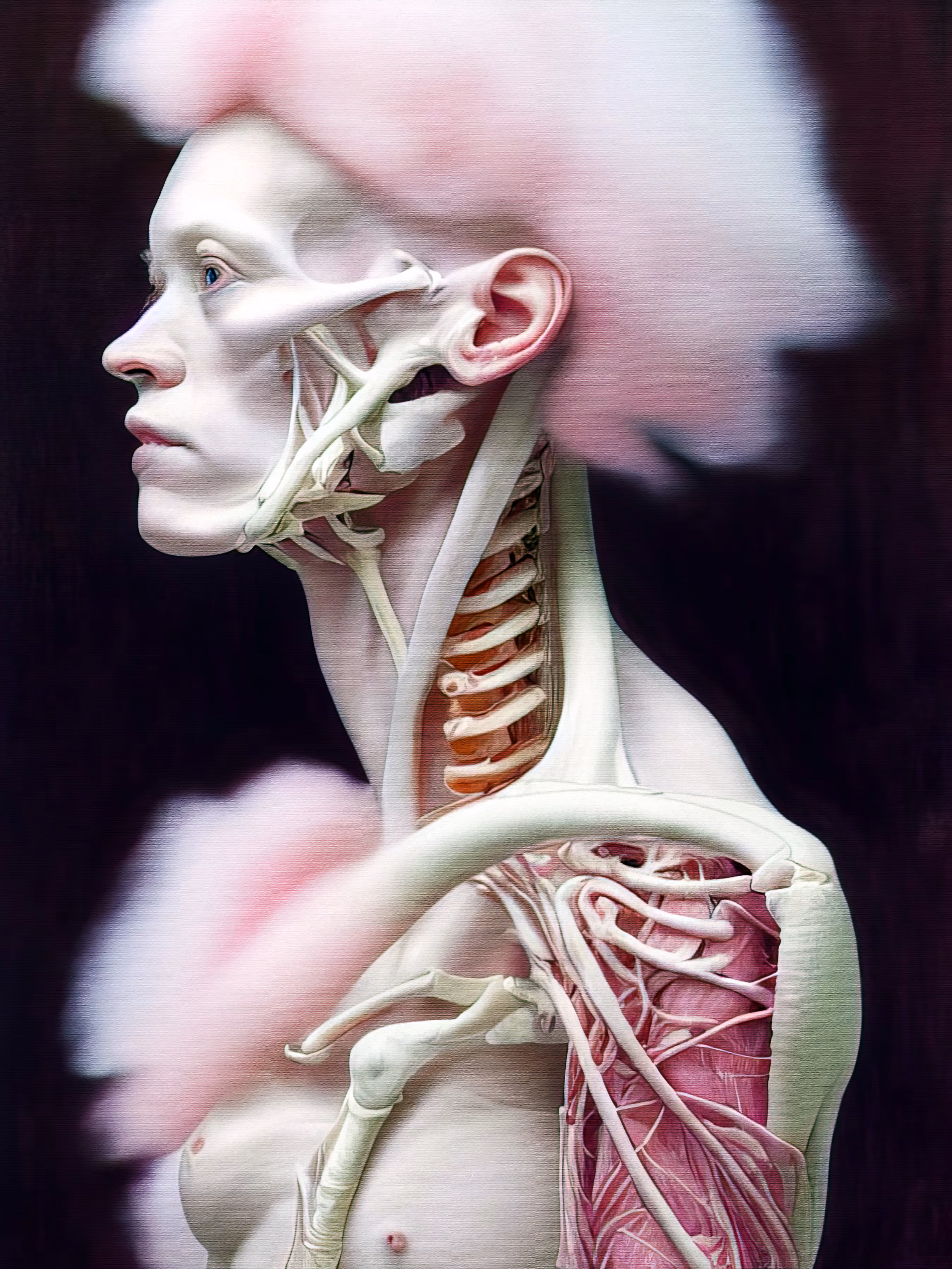 Anatomical Study 46.0