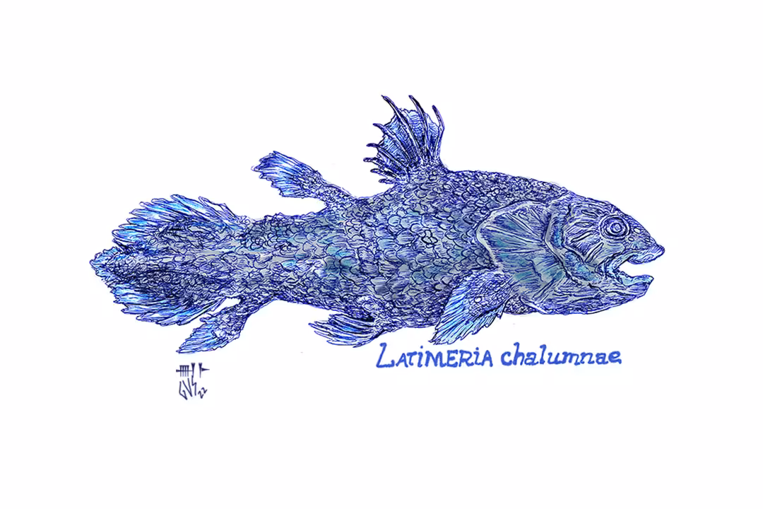 Coelacanth