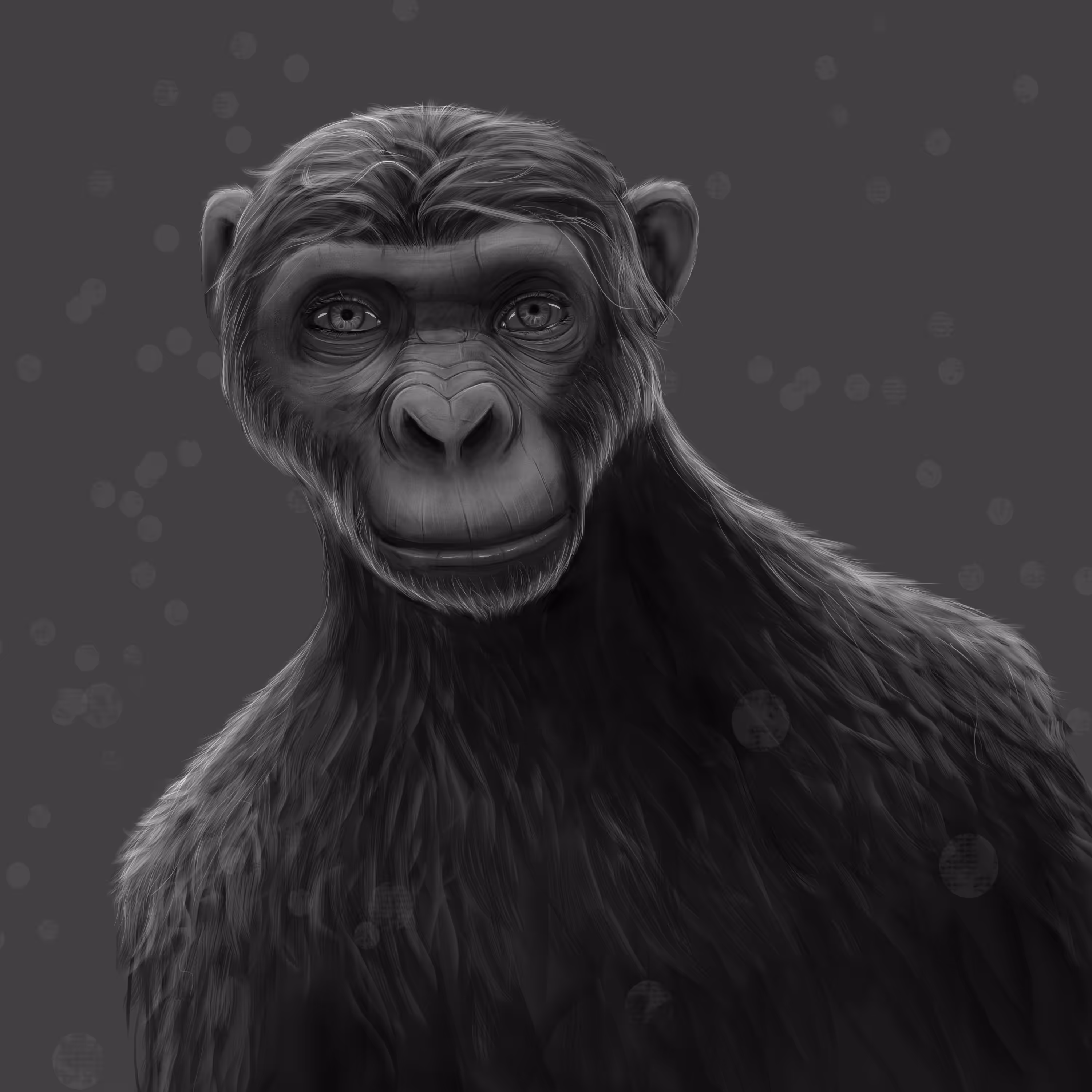 Chimpanzee