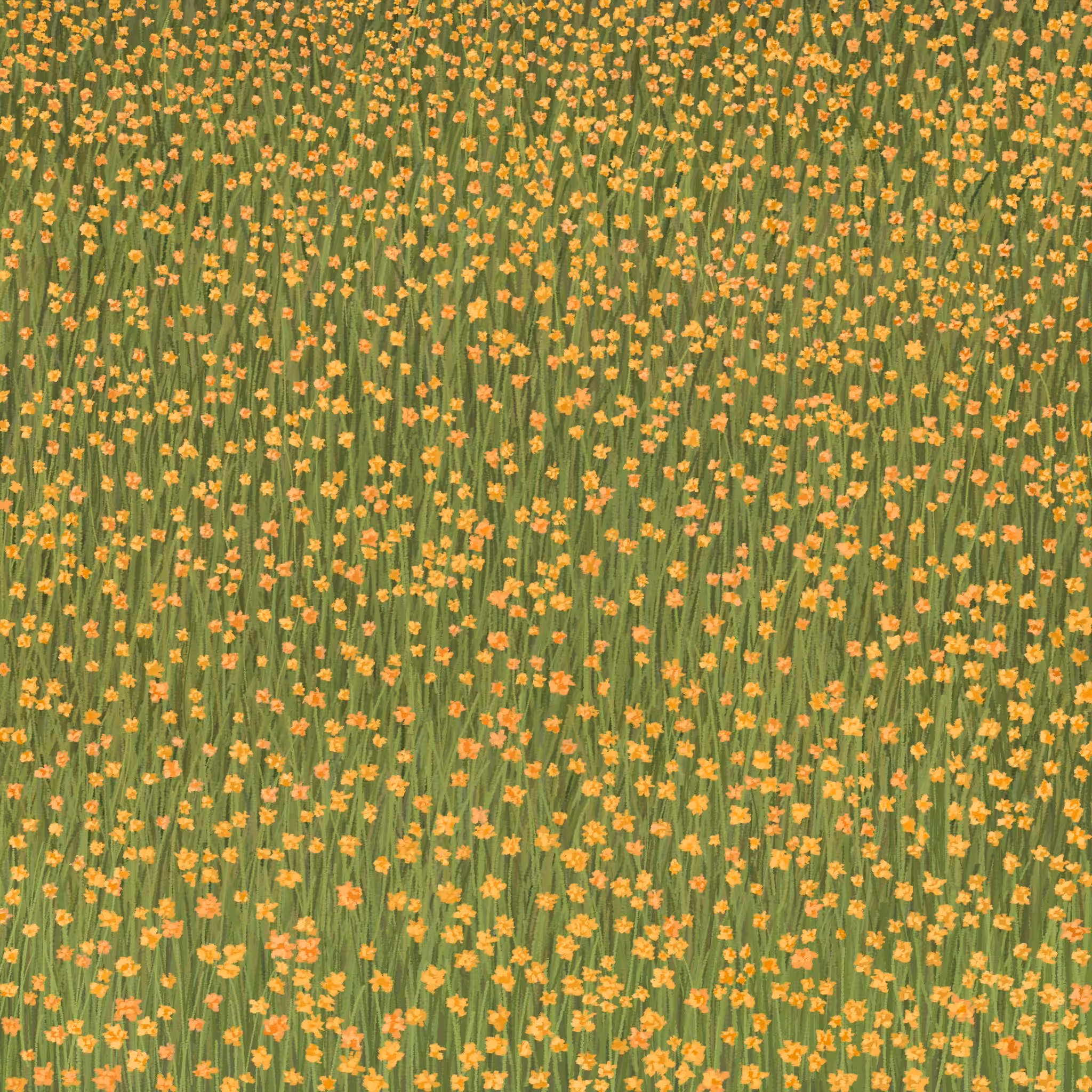 orange flower field