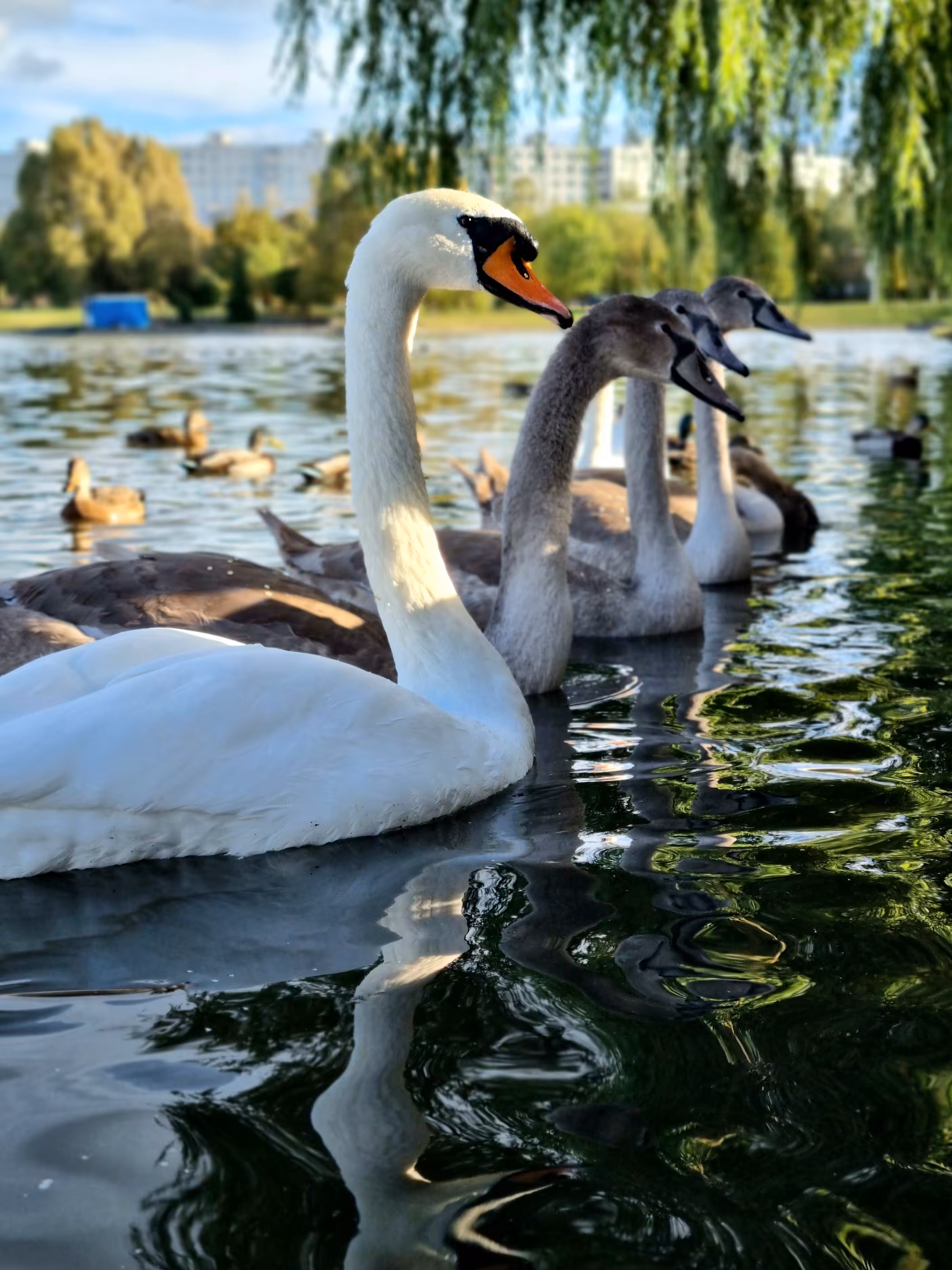 Swans