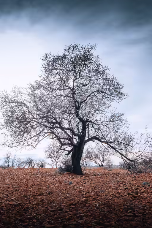 Trees are life