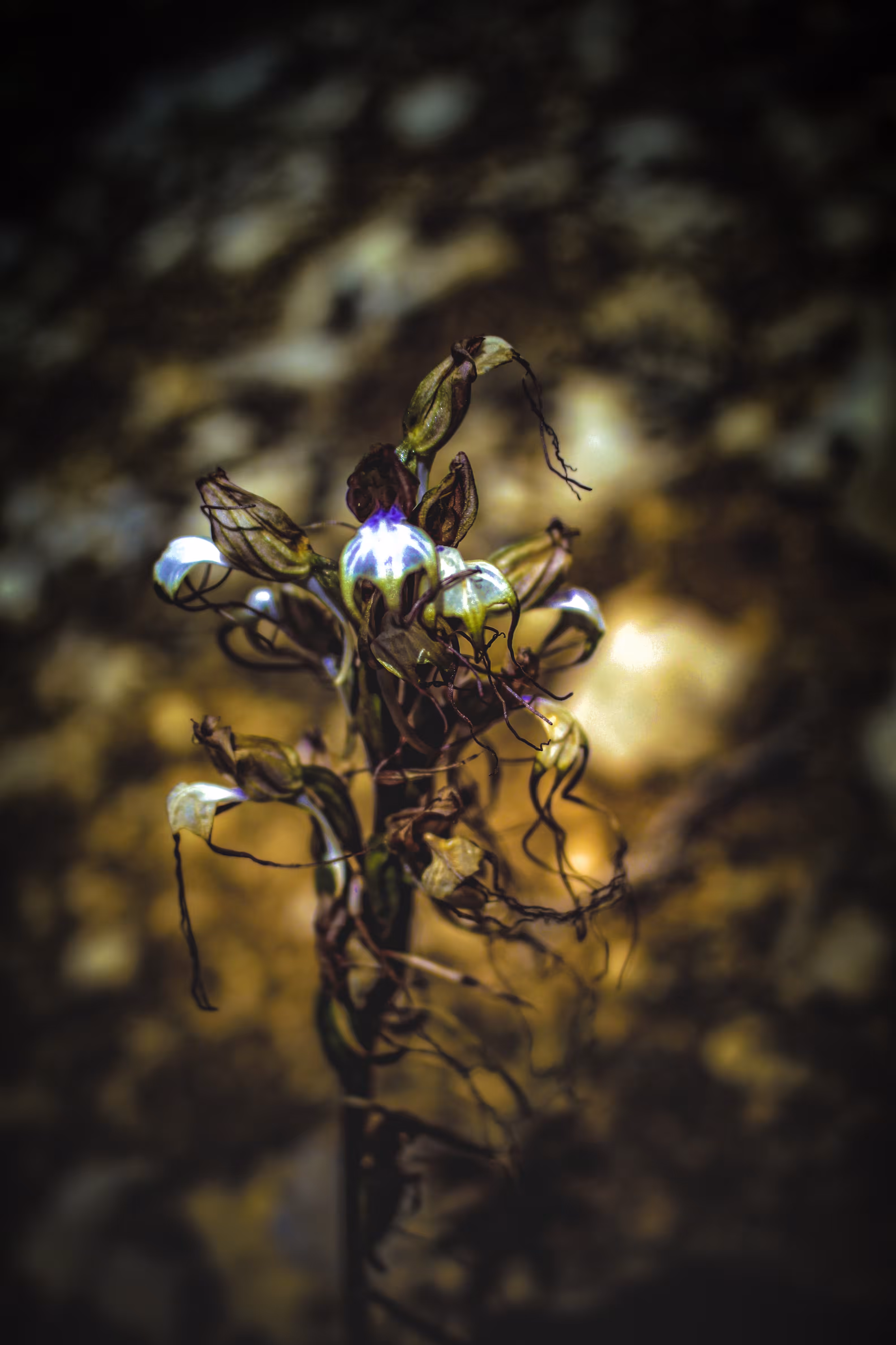 Komper's Orchid -- 𝘏𝘪𝘮𝘢𝘯𝘵𝘰𝘨𝘭𝘰𝘴𝘴𝘶𝘮 𝘤𝘰𝘮𝘱𝘦𝘳𝘪𝘢𝘯𝘶𝘮