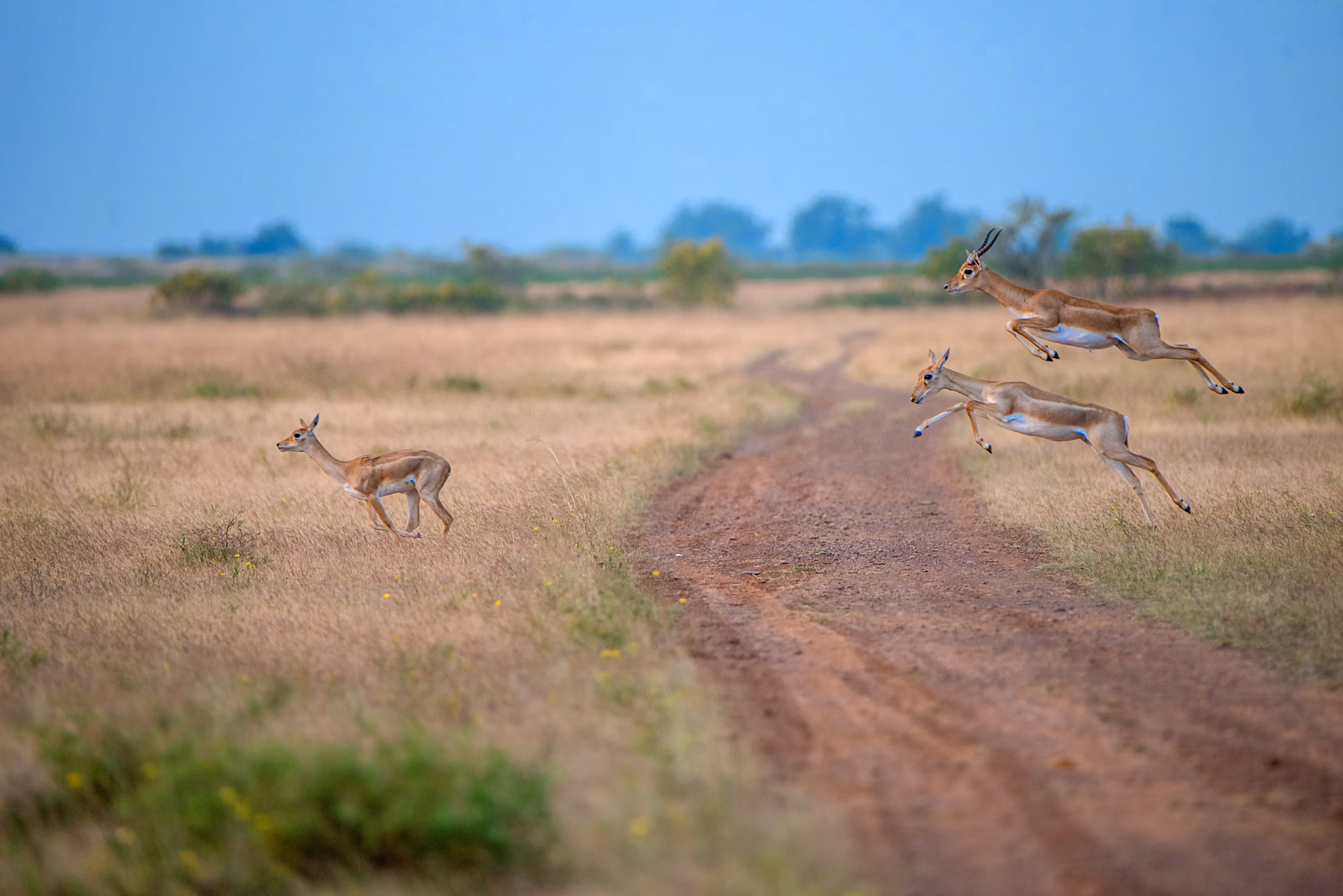 2022 NFT Calendar: Blackbucks In Wild