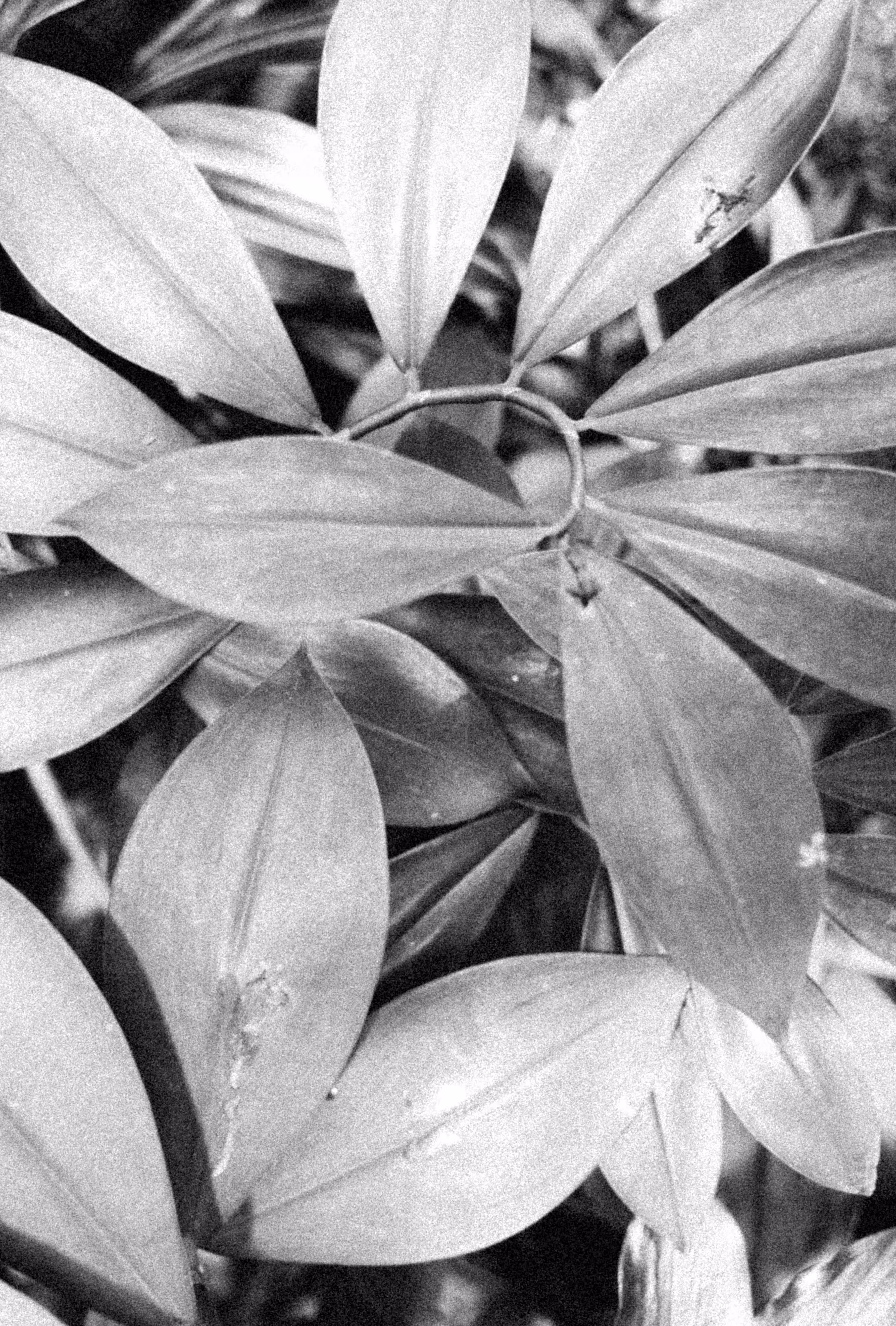 flower's nocturne