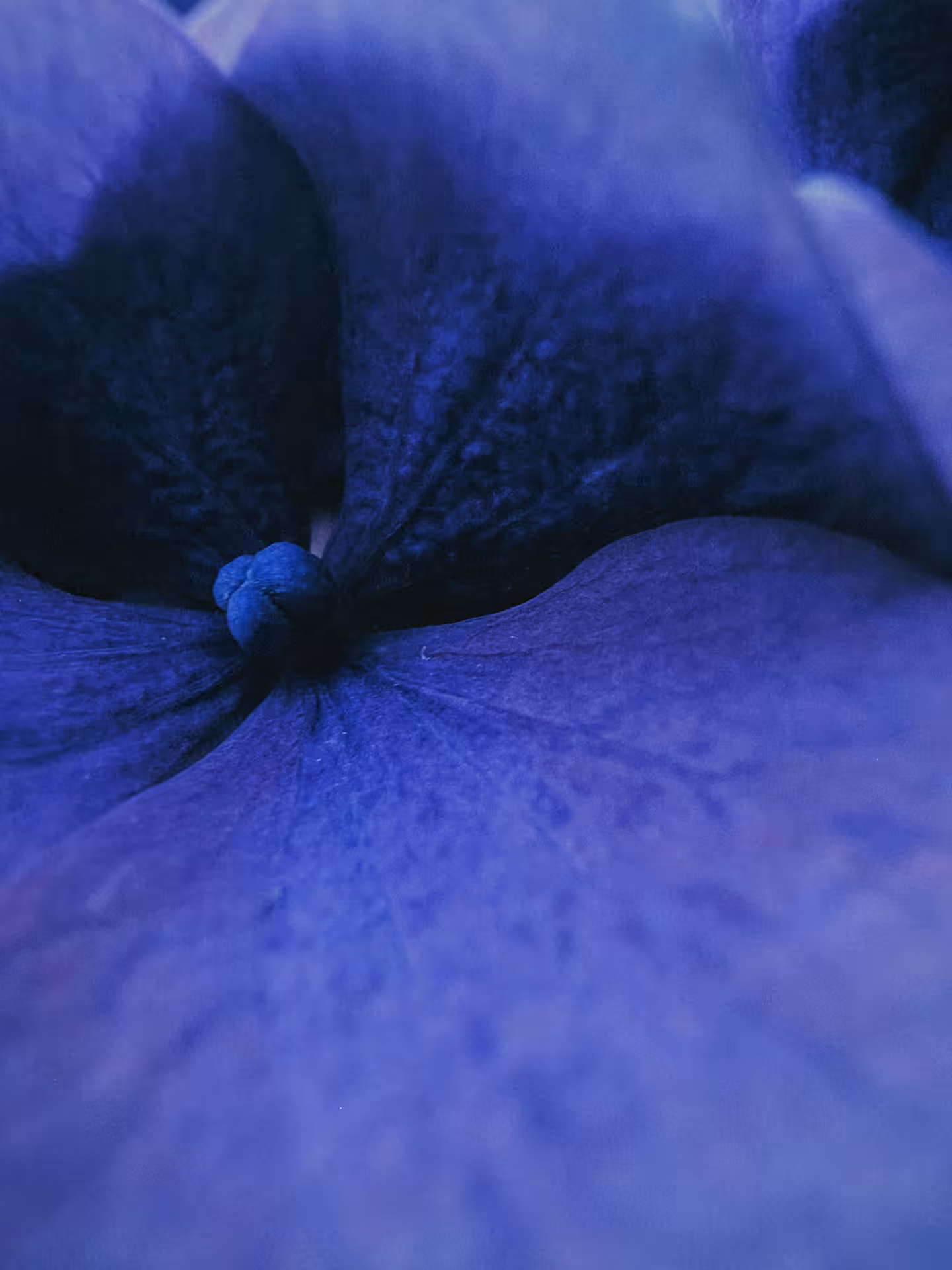 • cerulean •