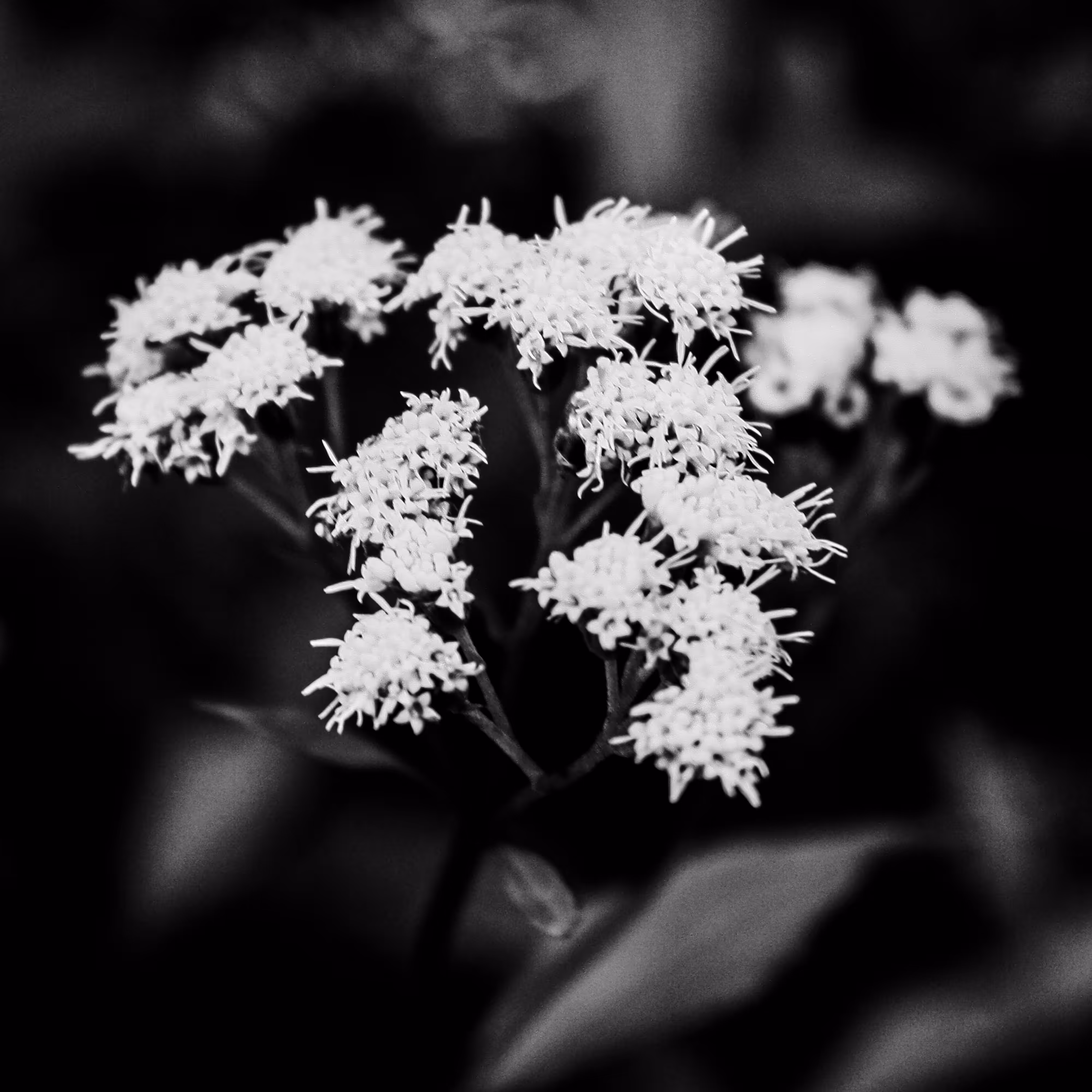 plants are living things 3.