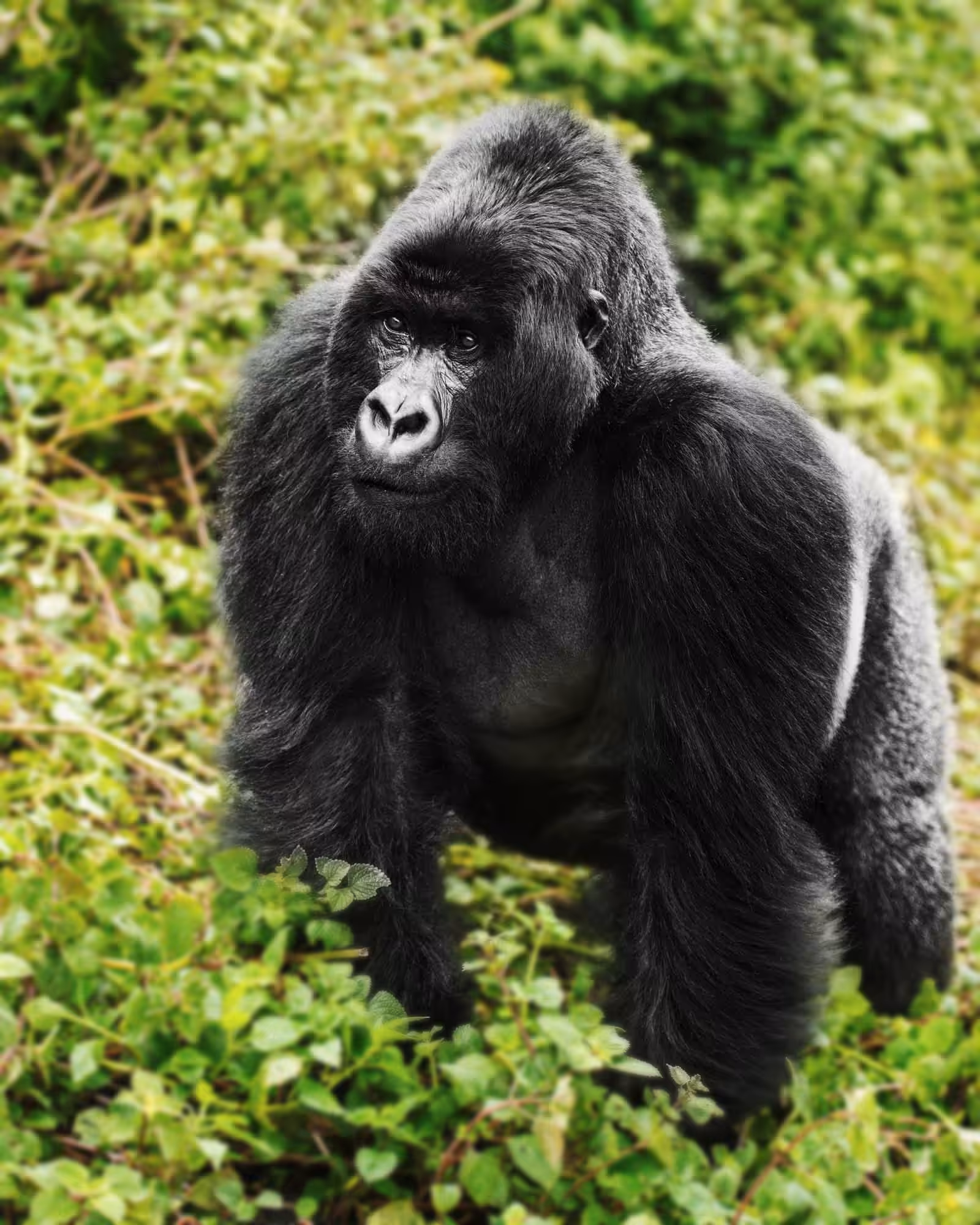 Mountain Gorilla #28
