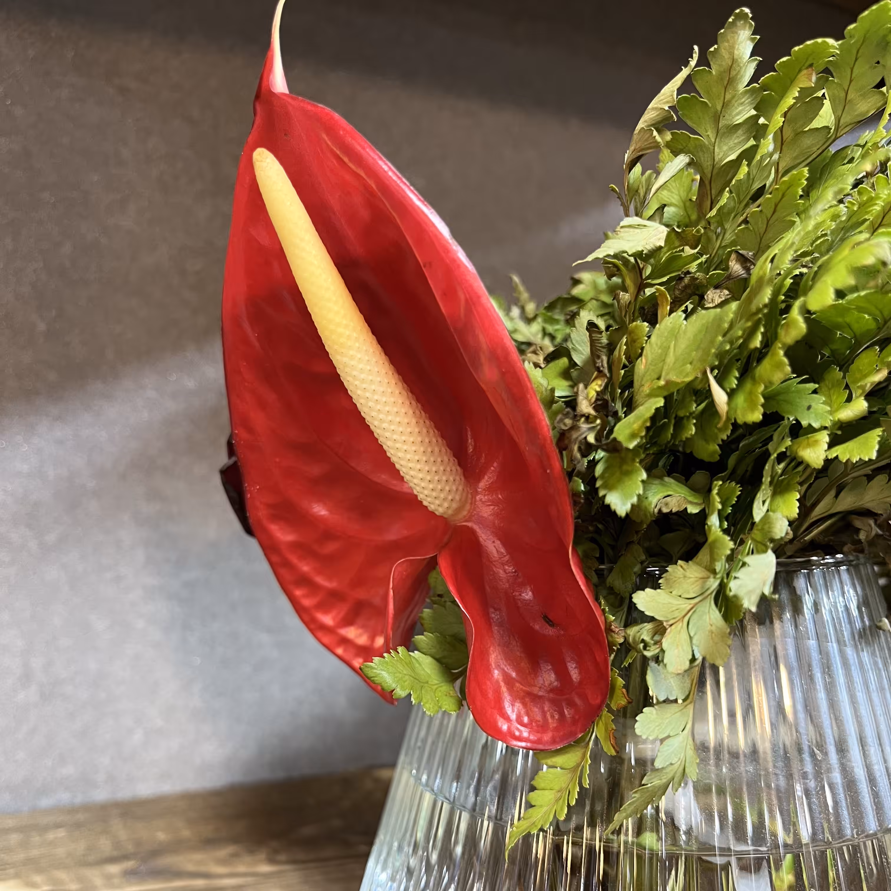 Anthurium
