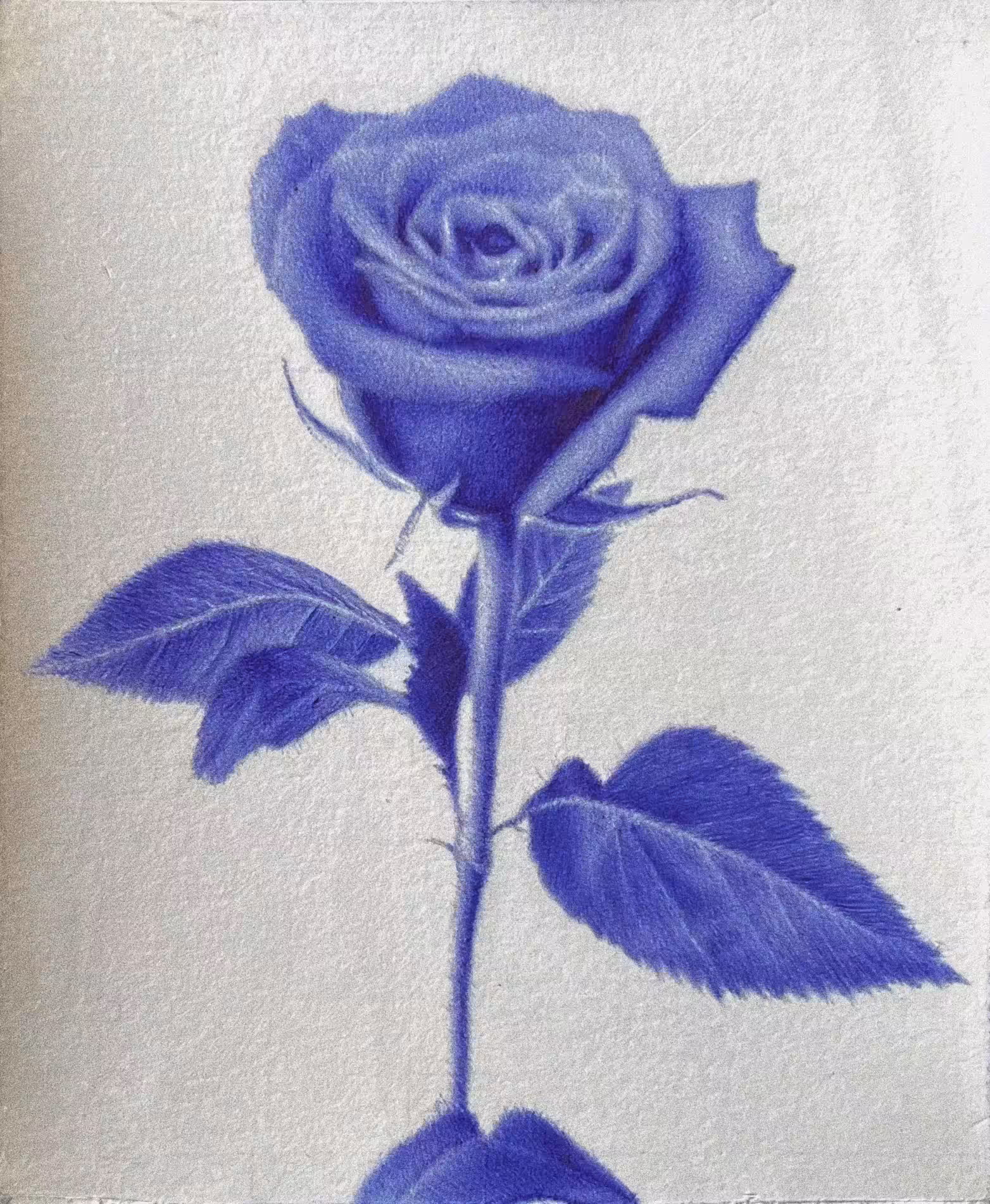 Roses Are ?