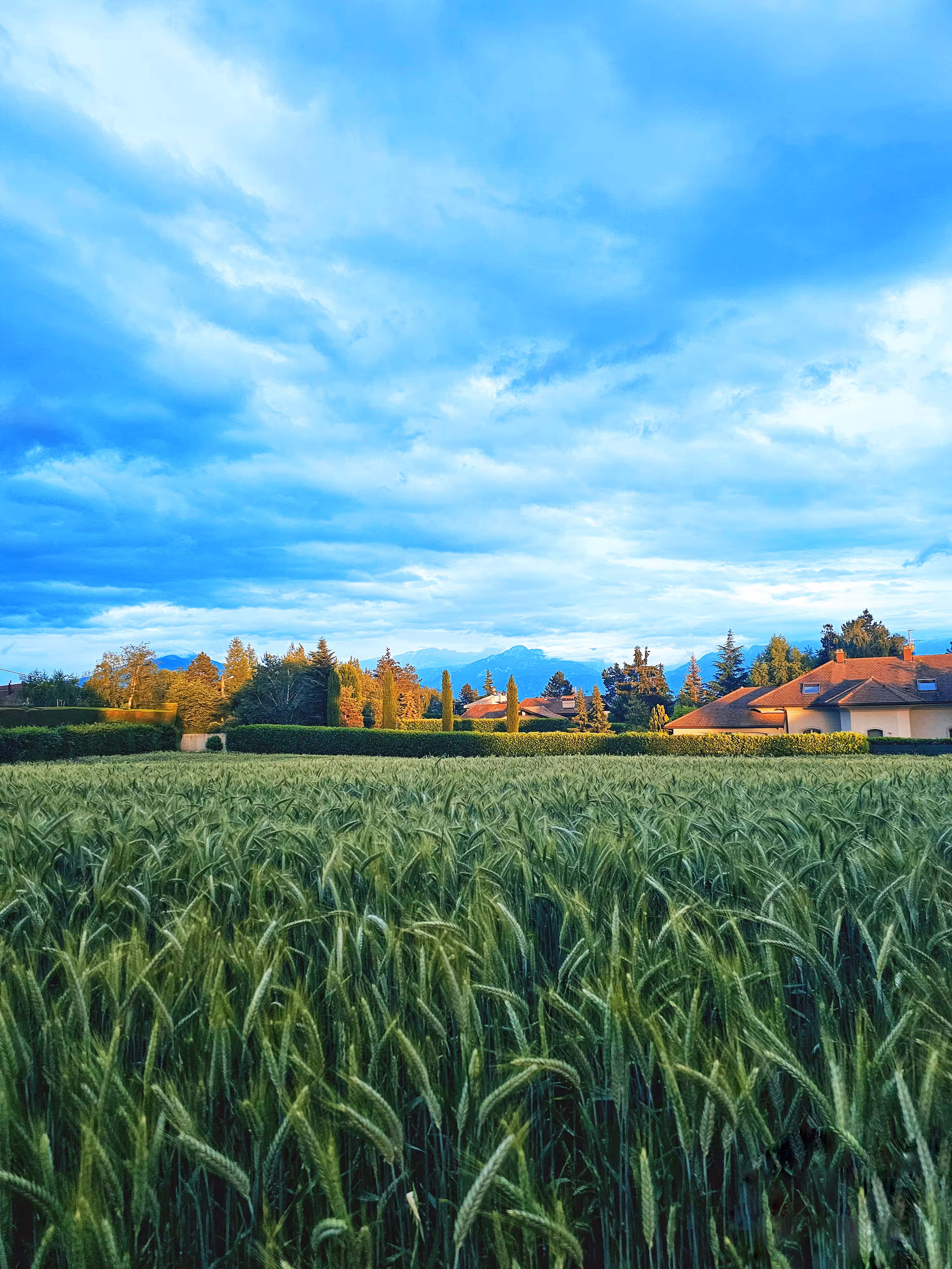 Evening Over the Field