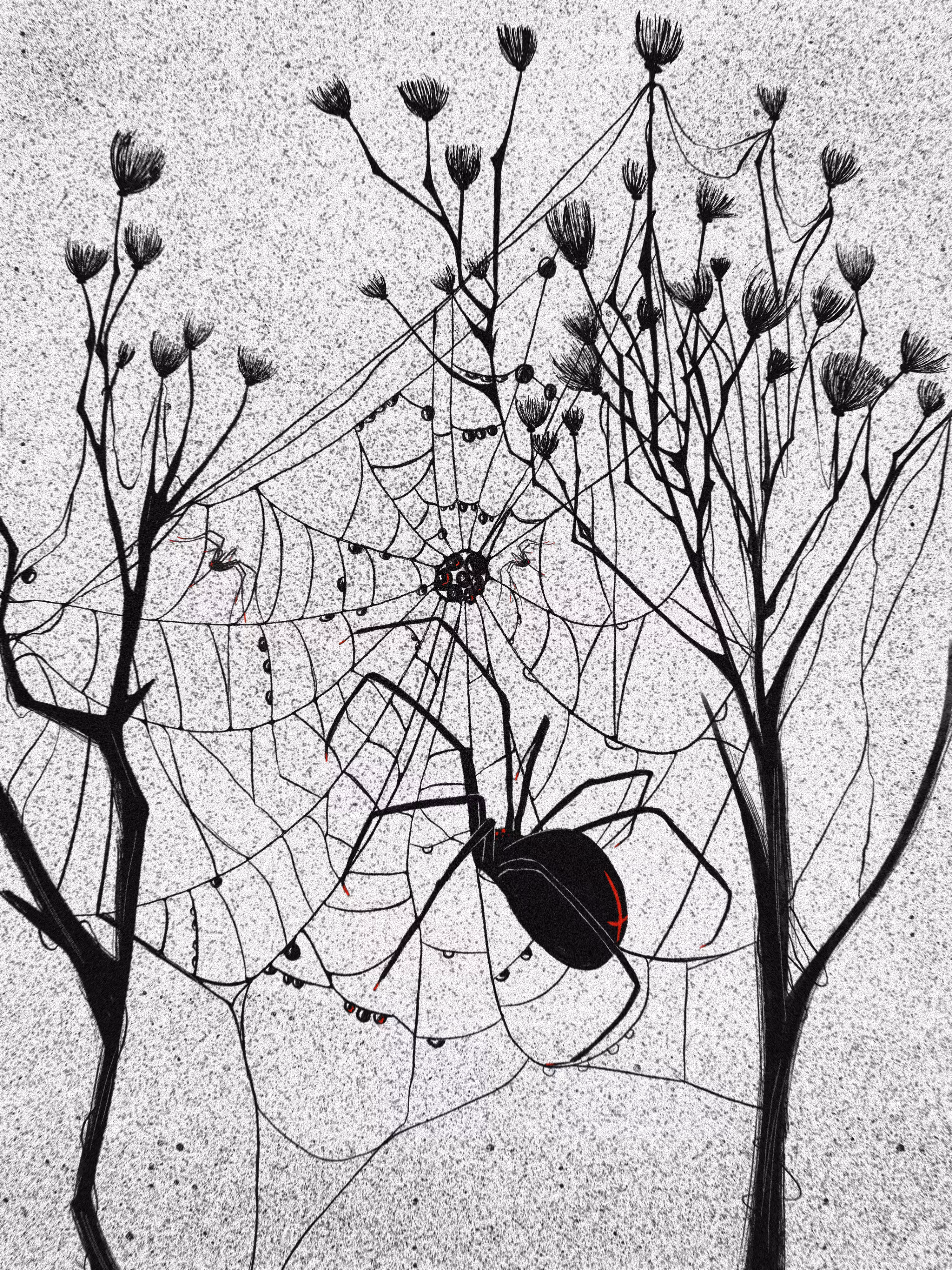 Spiders 