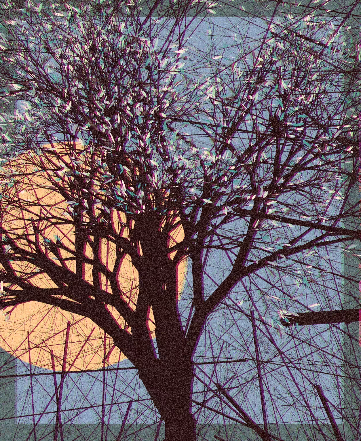 A Portrait of the Tree