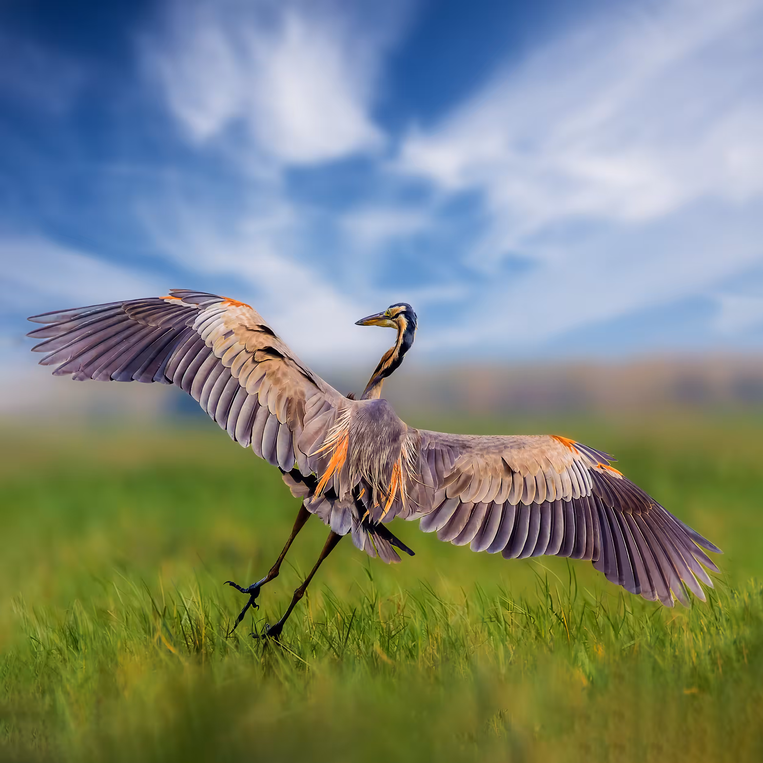 Purple Heron