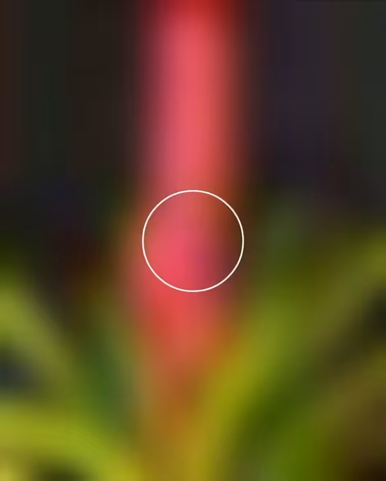 Bromeliad